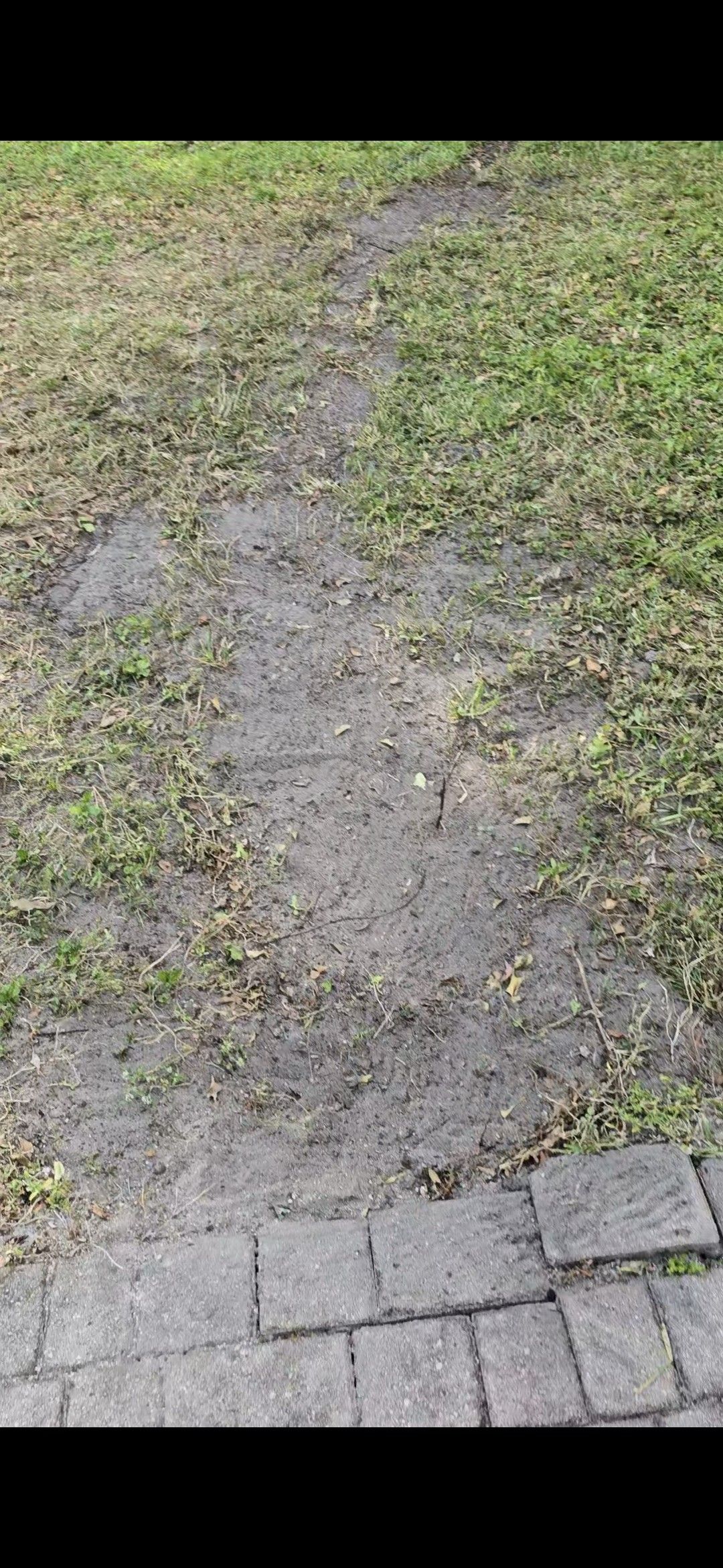 Root Pruning for Bridgewater Arbor Care LLC in Jupiter, FL