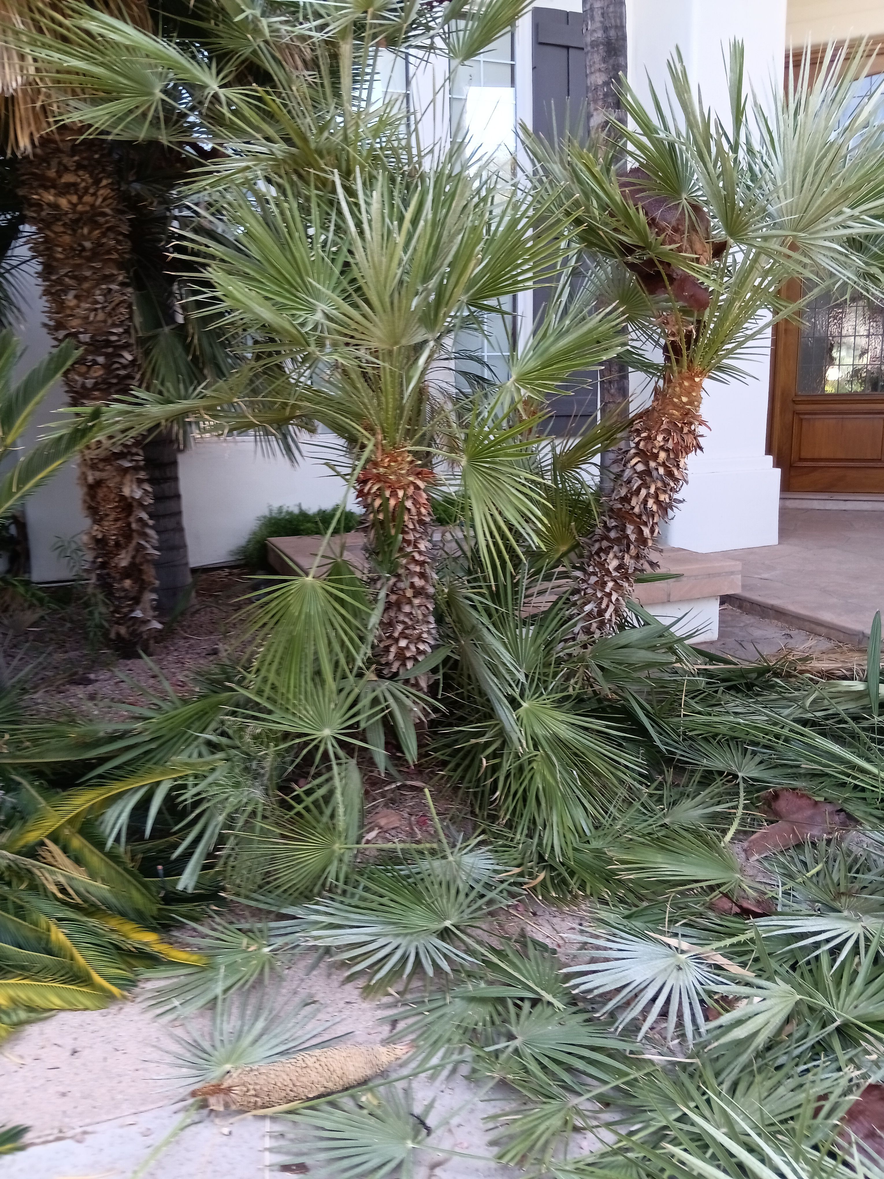 for Family Landscaping in Phoenix, AZ