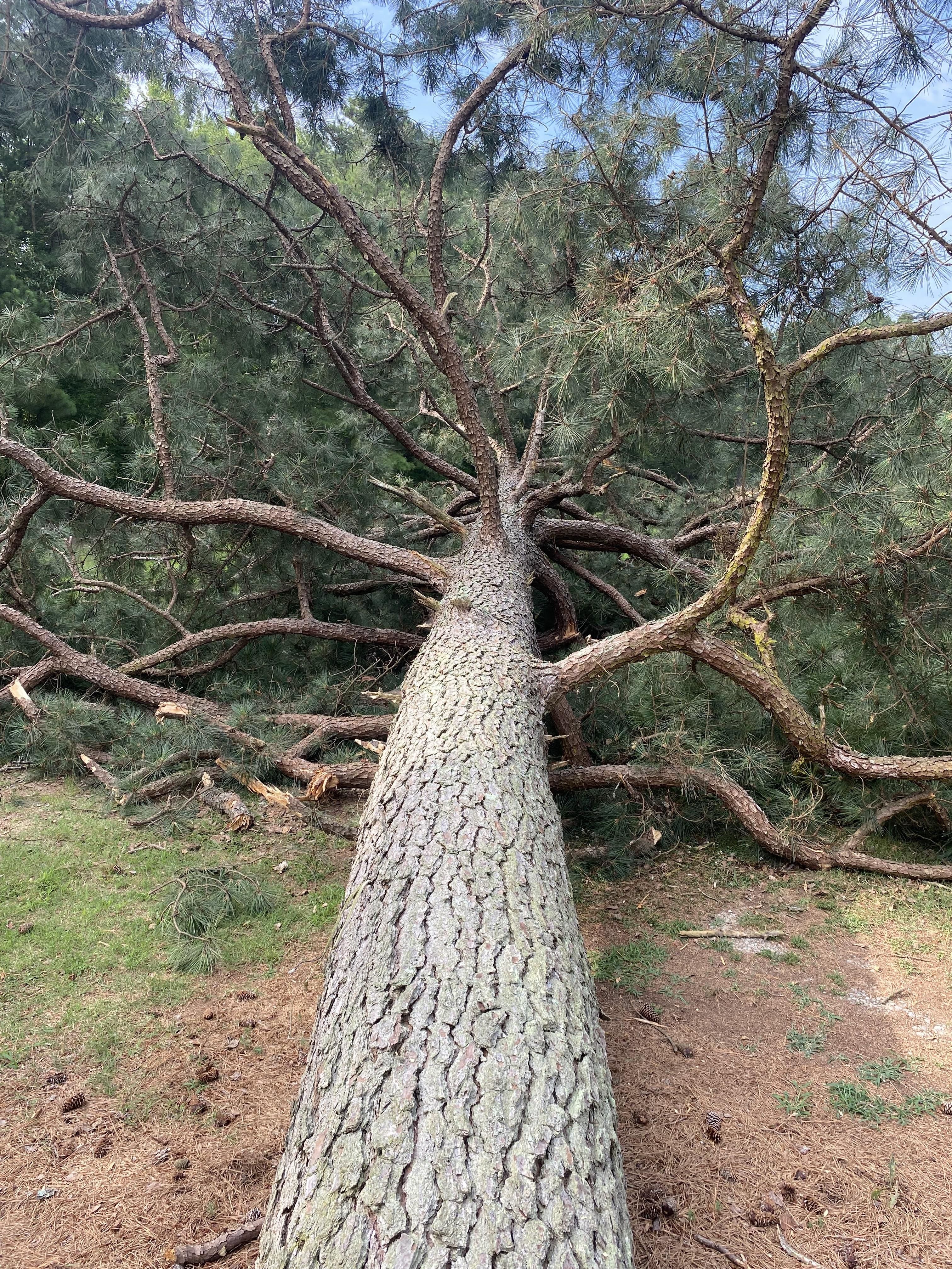  for Ascending Tree Service LLC in Kenbridge, VA