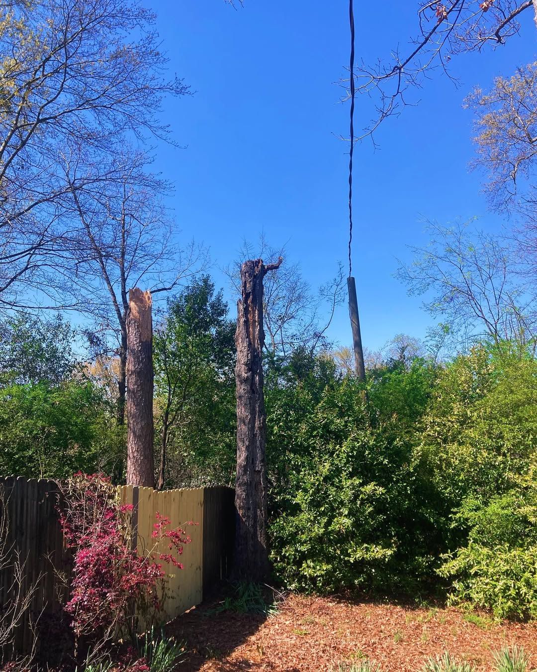  for Kingdom Tree Cuts in Birmingham, AL
