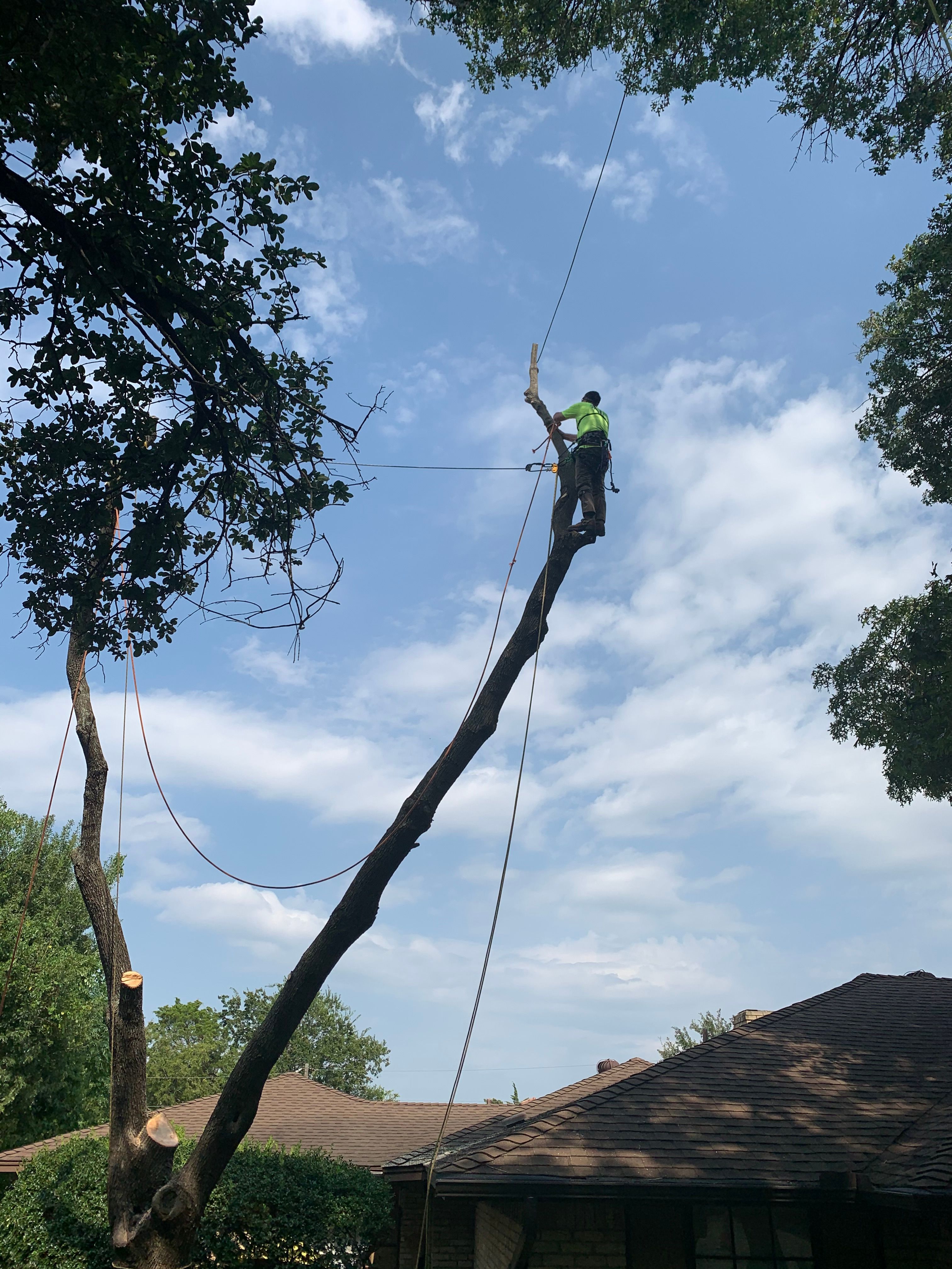  for TLC Professional Tree Service in Bedford, TX