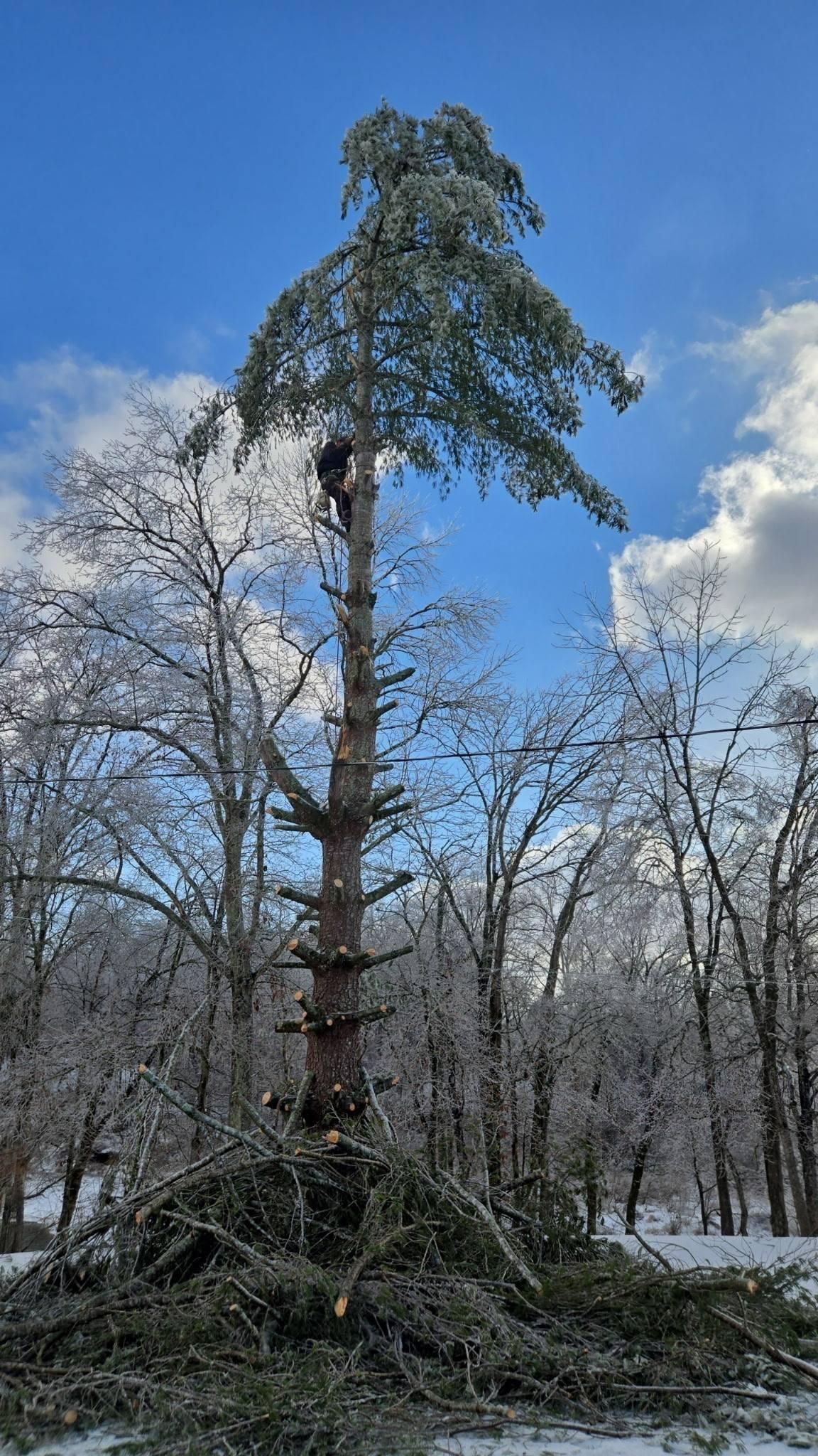  for Jace’s Tree & Stump Removal in Franklin, TN