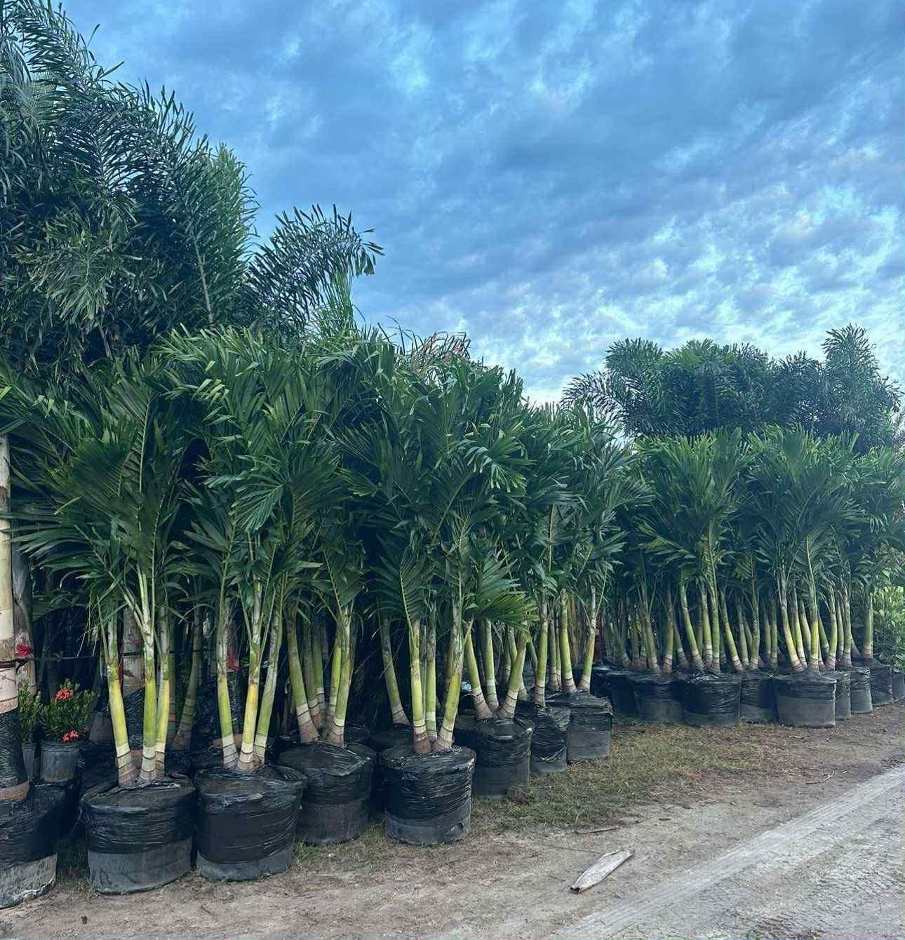  for Plant World LLC in Cape Coral, FL
