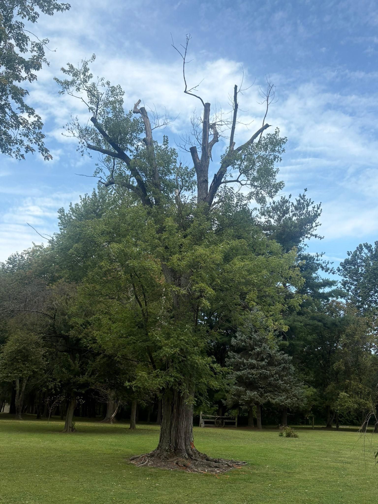  for Dig-It Tree Company in , 