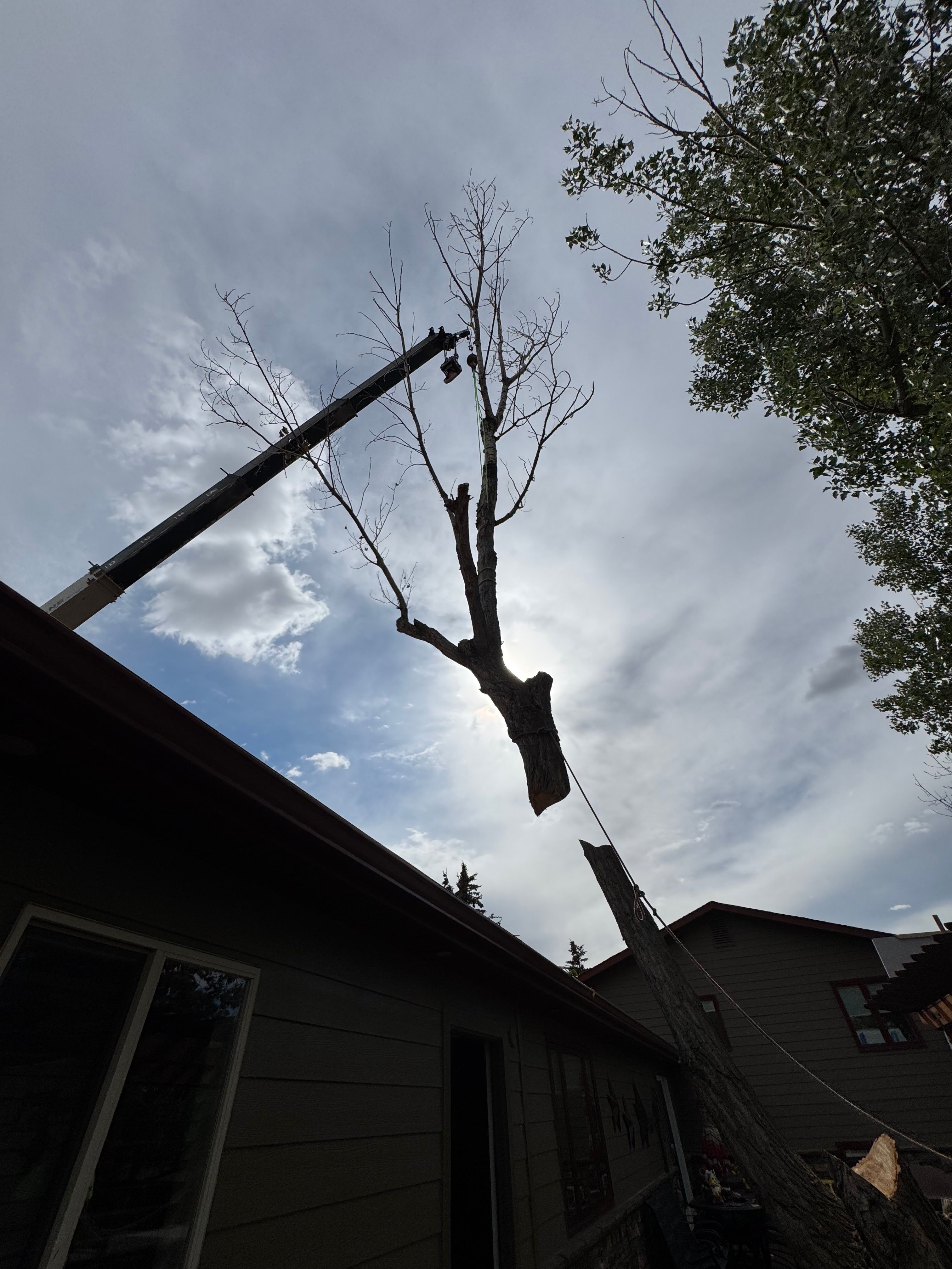  for Clean Cut Tree Service in Gillette, WY