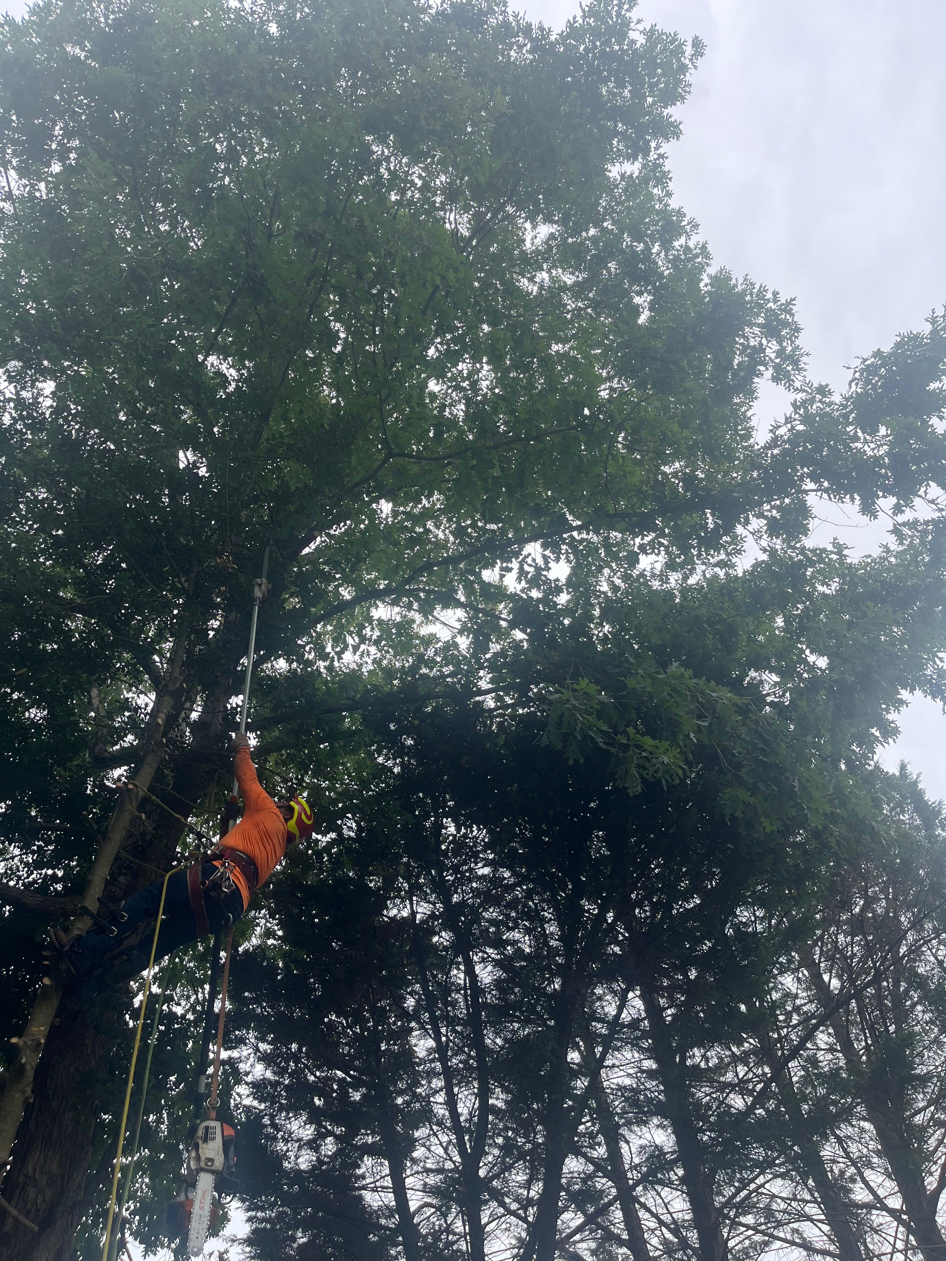  for Ricky's Tree Service & Property Care in Orange, VA