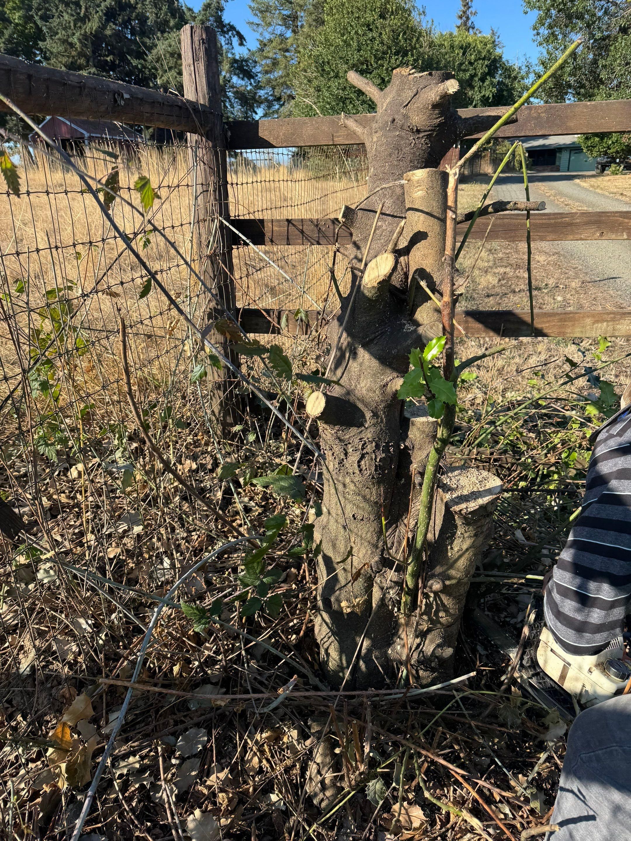  for Willamette Landscaping and Tree Services in Albany, OR