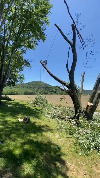  for Skys The Limit Tree Management in Morehead, KY
