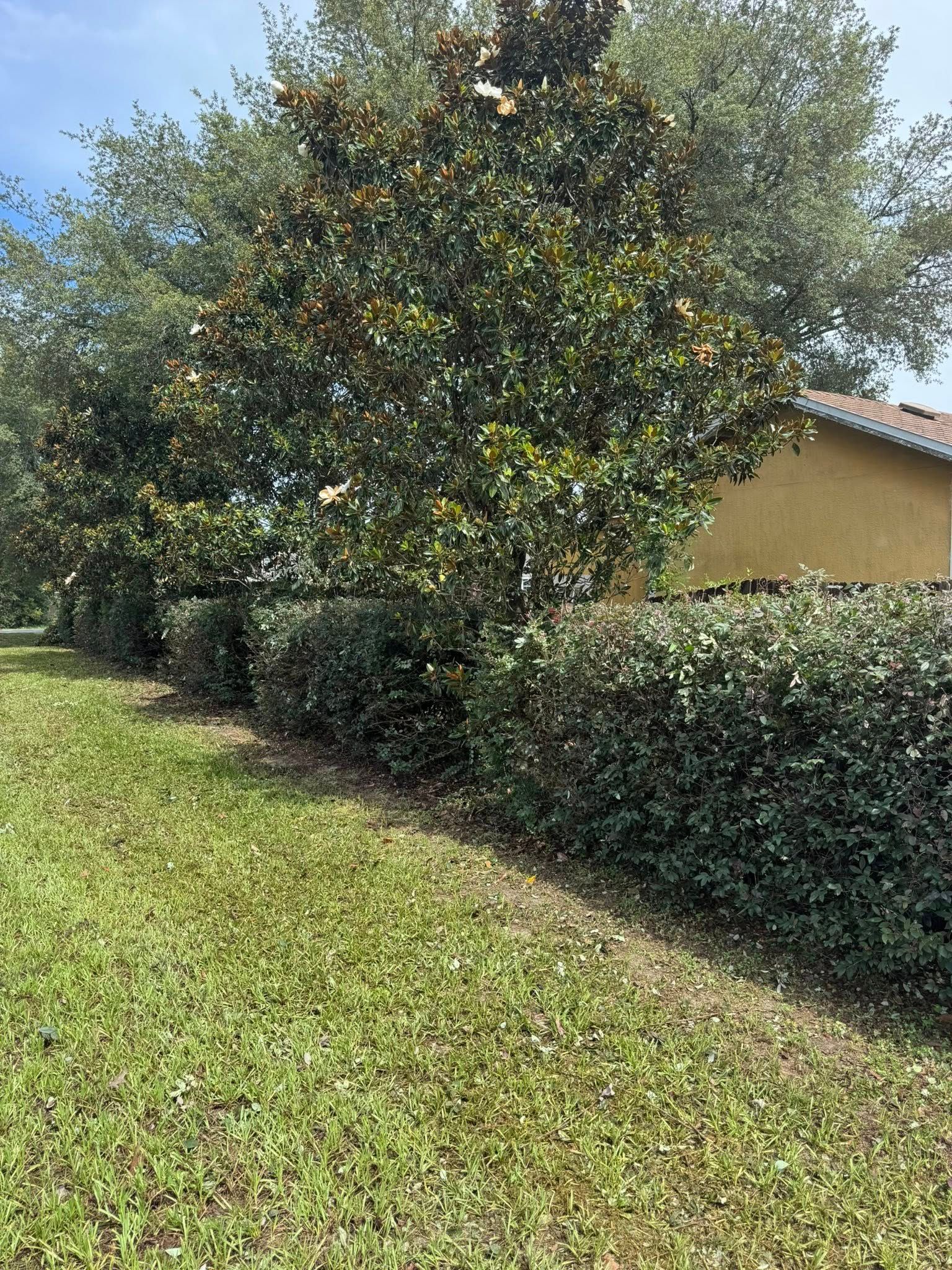 All Photos for Young's Lawn Services LLC in Ocala, FL
