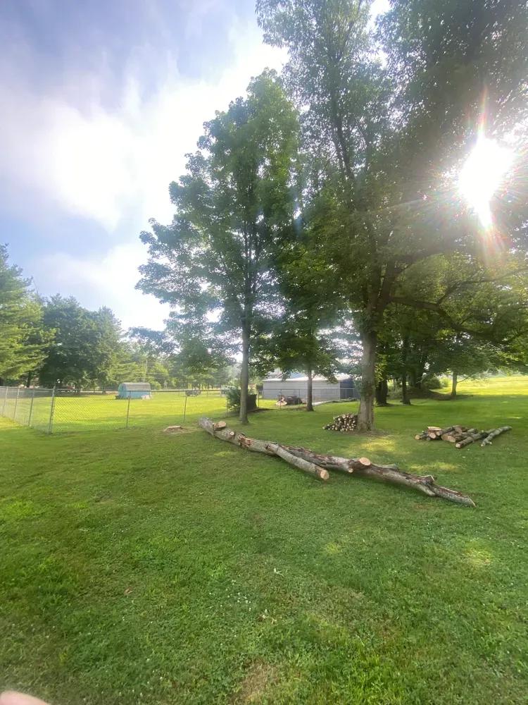 Tree Removal for Licensed to Cut Tree Service in Athens, PA
