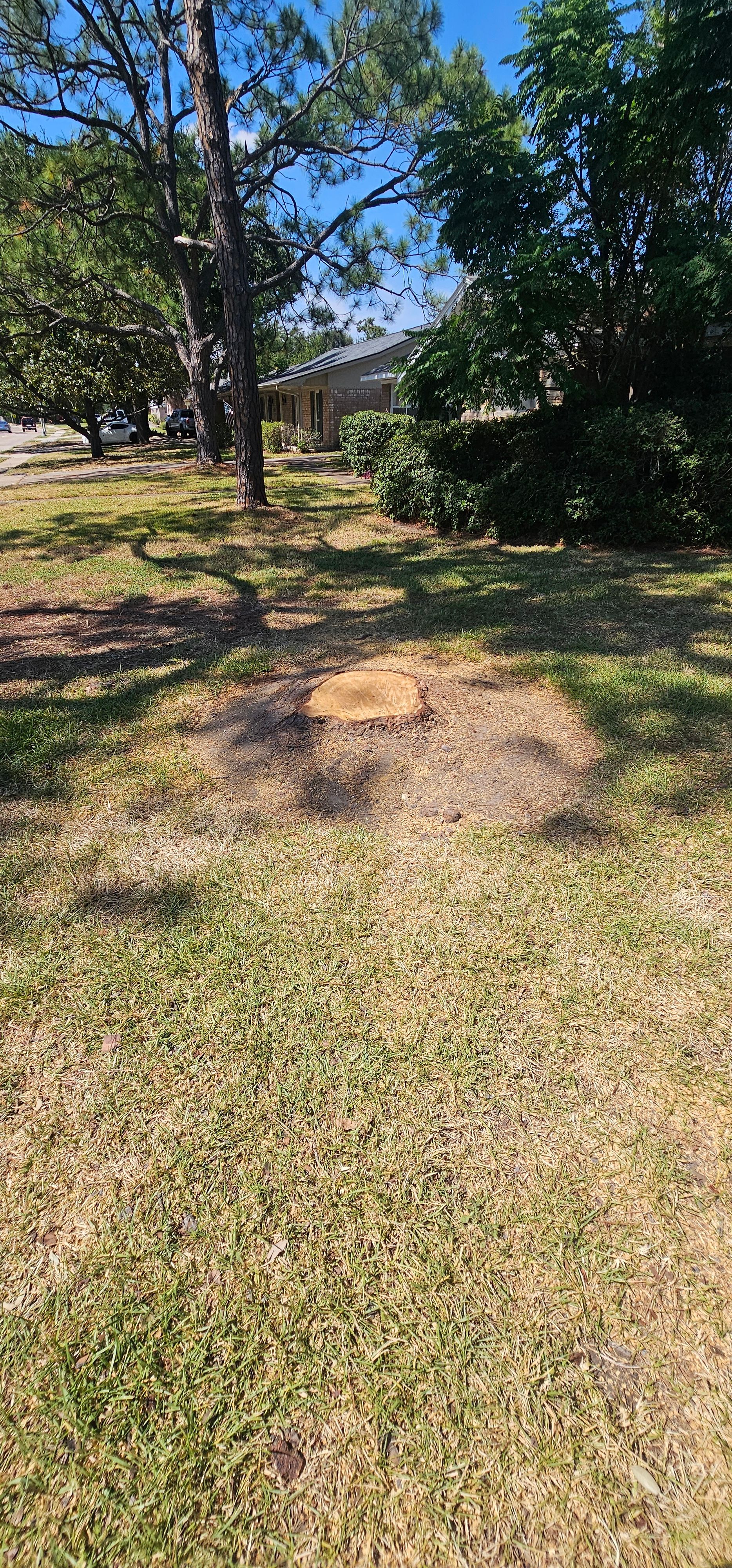  for Servin's Tree Care  in Houston, TX