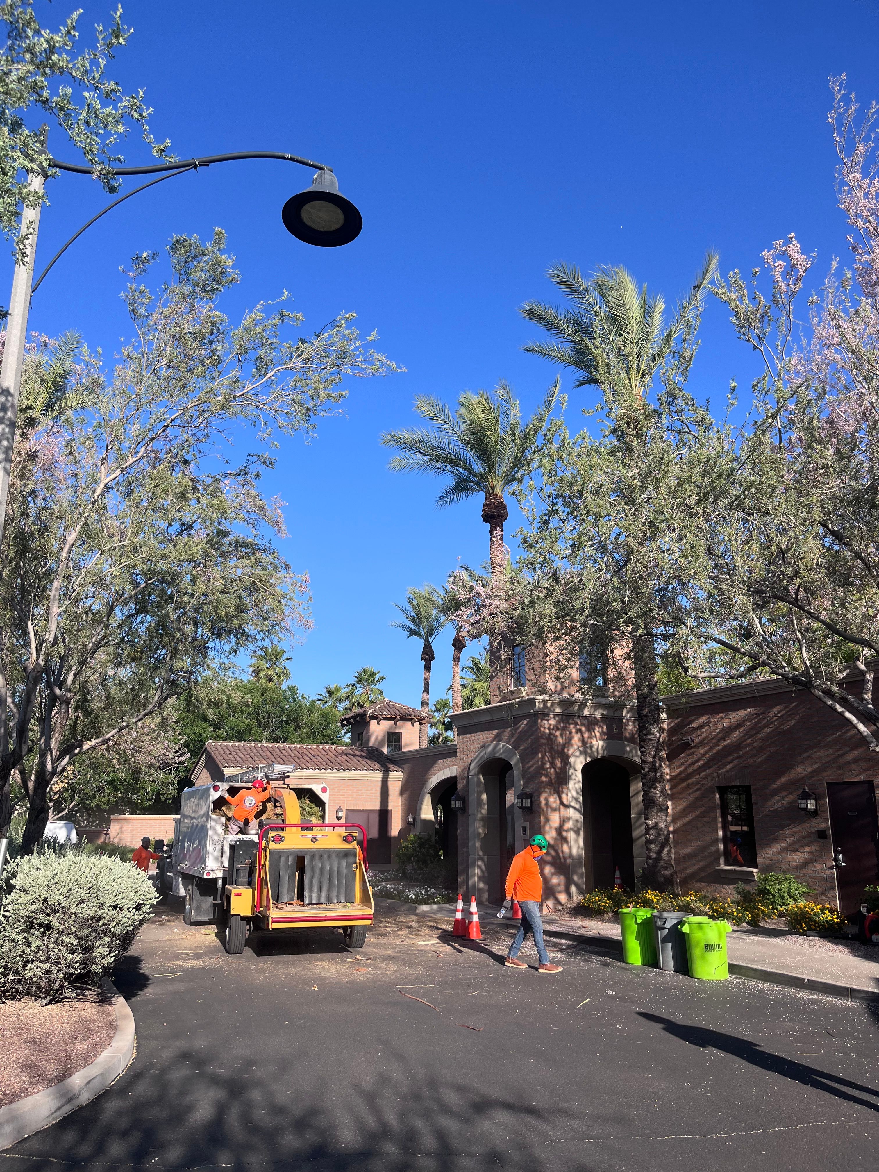  for AZ Tree & Hardscape Co in Surprise, AZ
