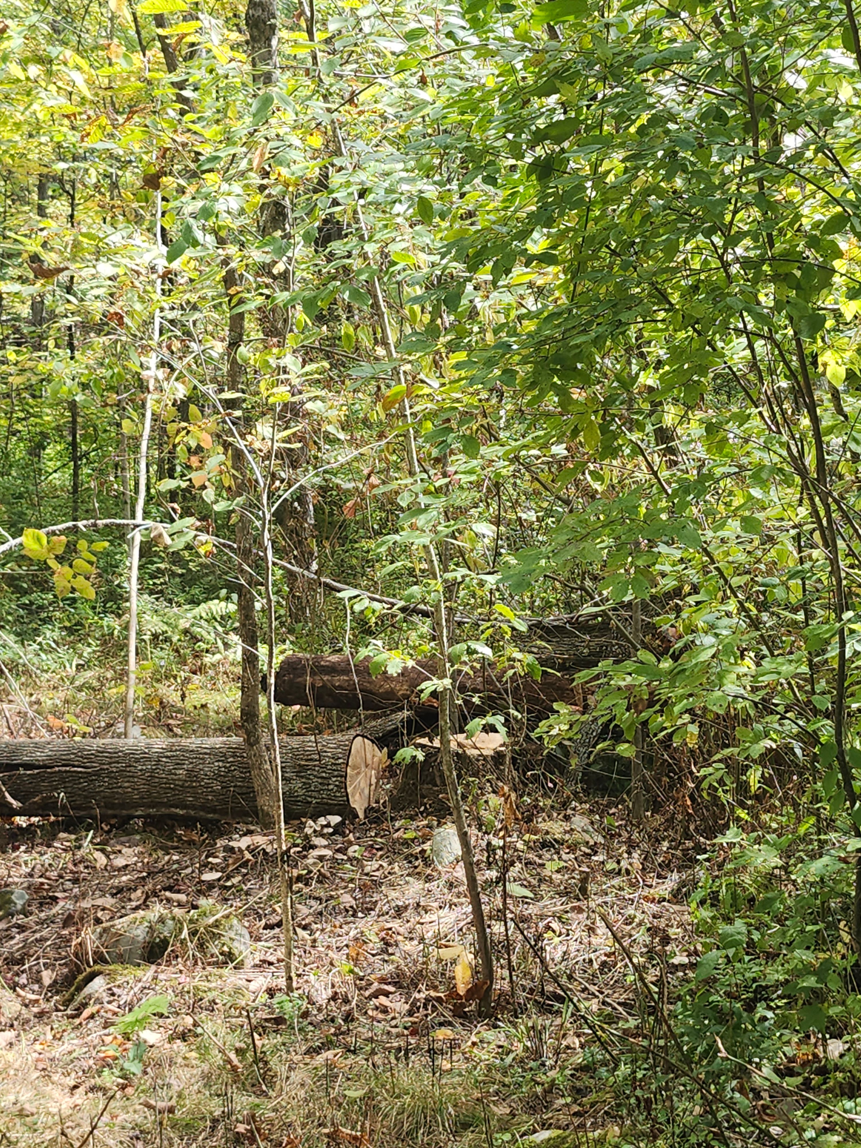 Hedge/Tree/Brush Cutting for Landscape Innovations LLC in Torrington, CT