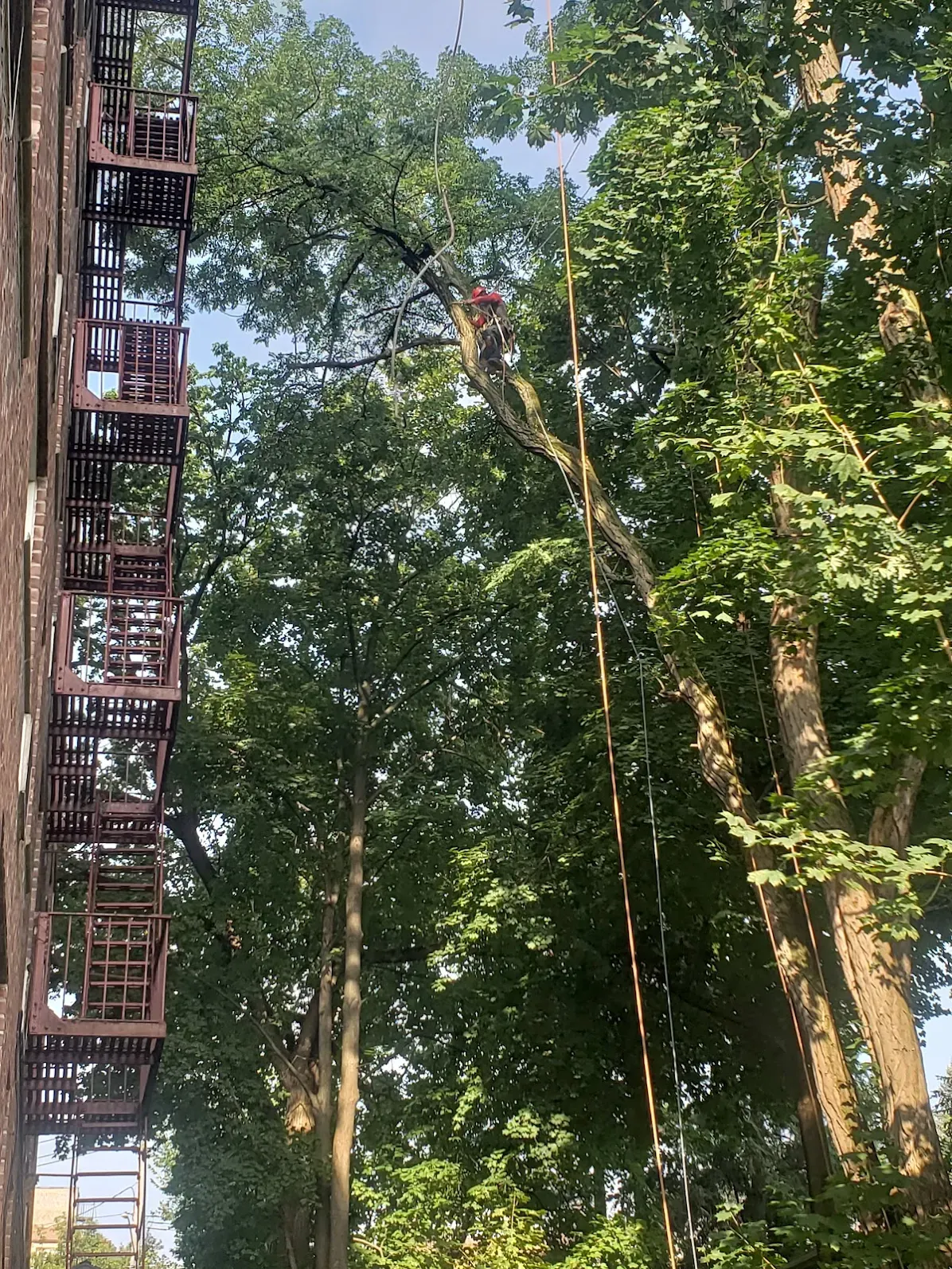 All Photos for Huntsville Tree Service in Huntsville, AL
