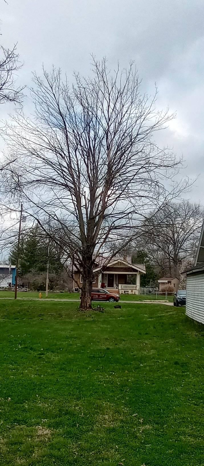  for Kingdom Tree Trimming and Removal LLC in Covington, KY