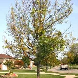  for Sky High Tree Service in Columbia, MO