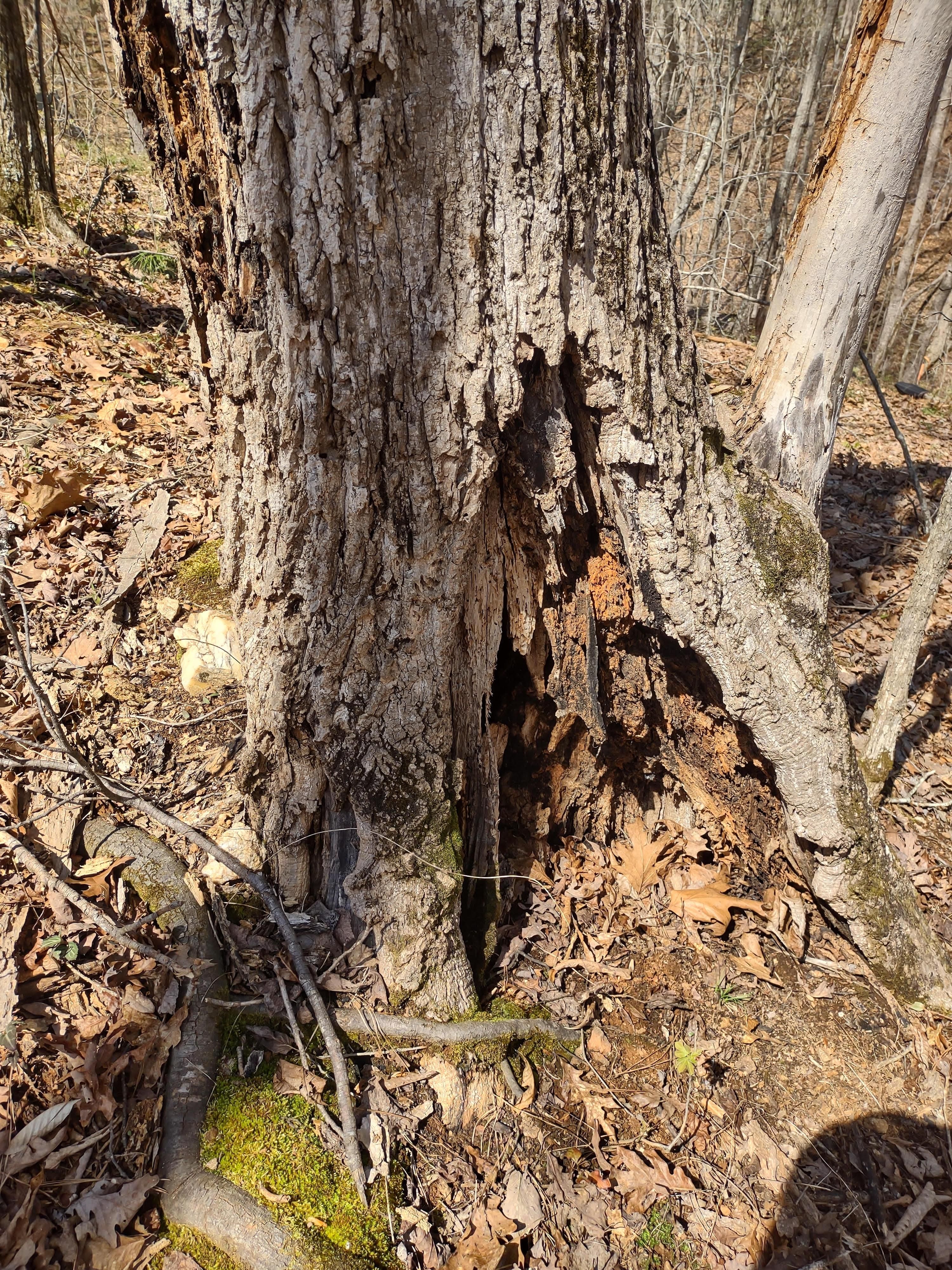 Tree Removal for Ross Property Service in Fayette County, GA