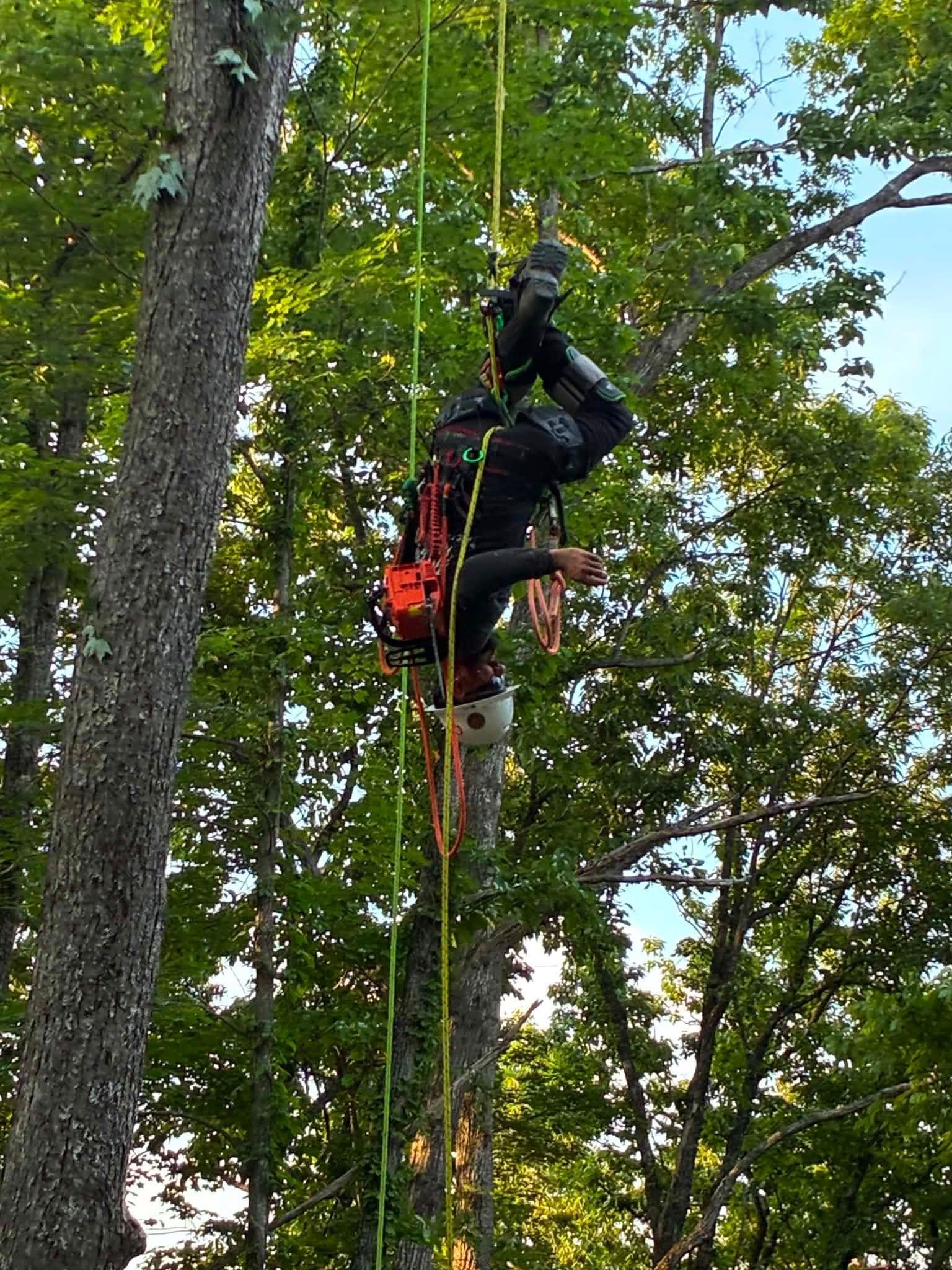  for Skys The Limit Tree Management in Morehead, KY