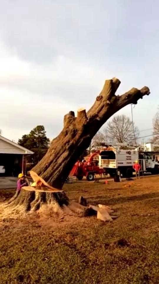  for Falcon stump grinding Tree services in Loganville, GA