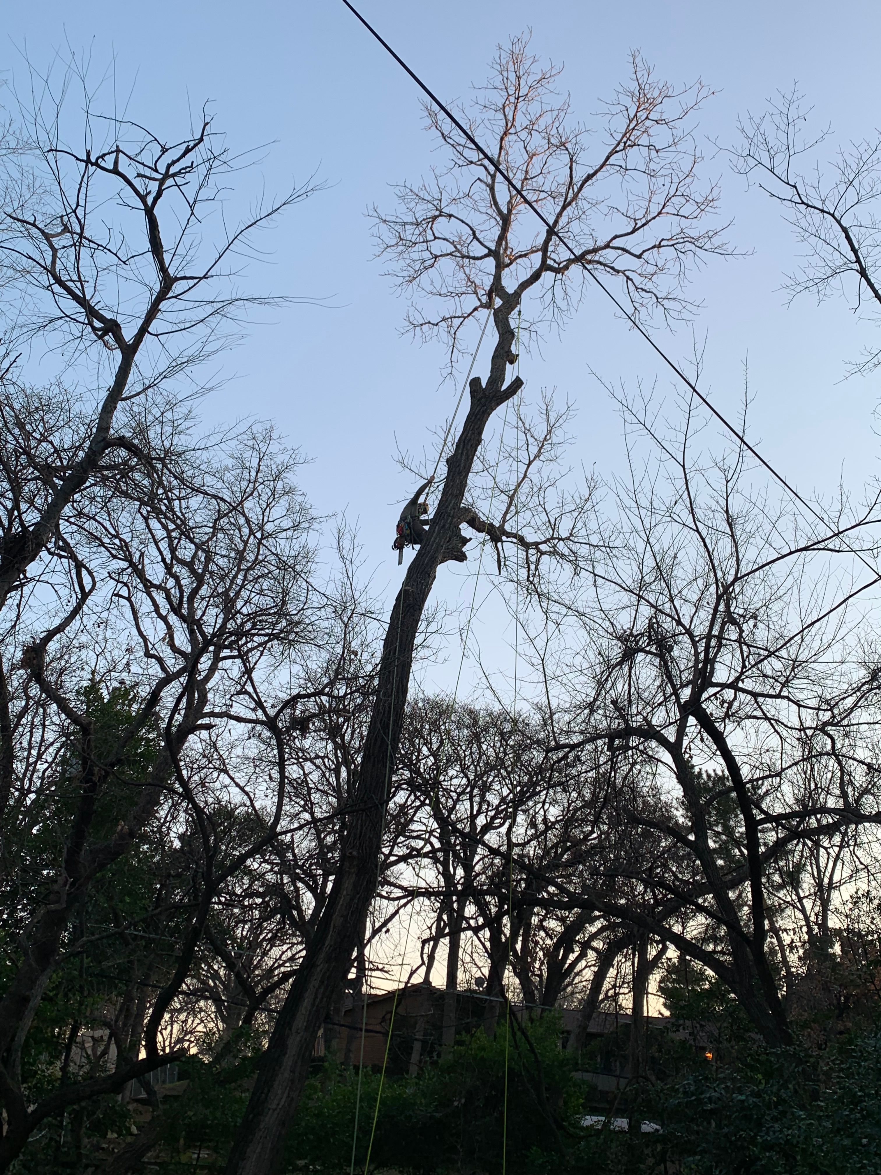  for TLC Professional Tree Service in Bedford, TX