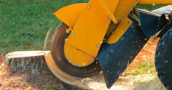  for Reliable Stump Grinding in Frankston, TX