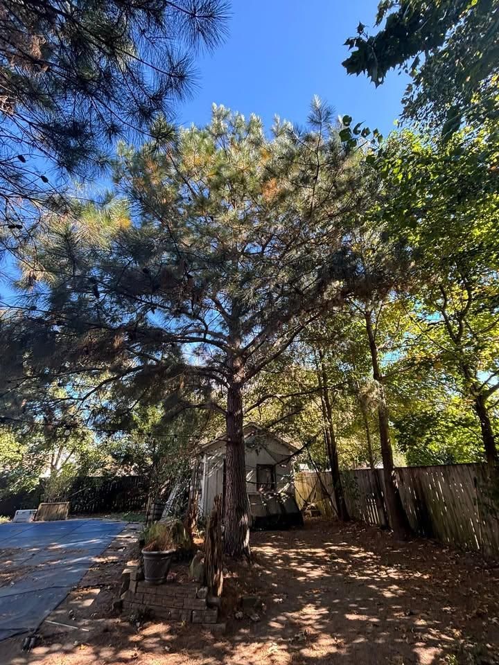 All Photos for Cowboys TREE Company in Chesapeake, VA