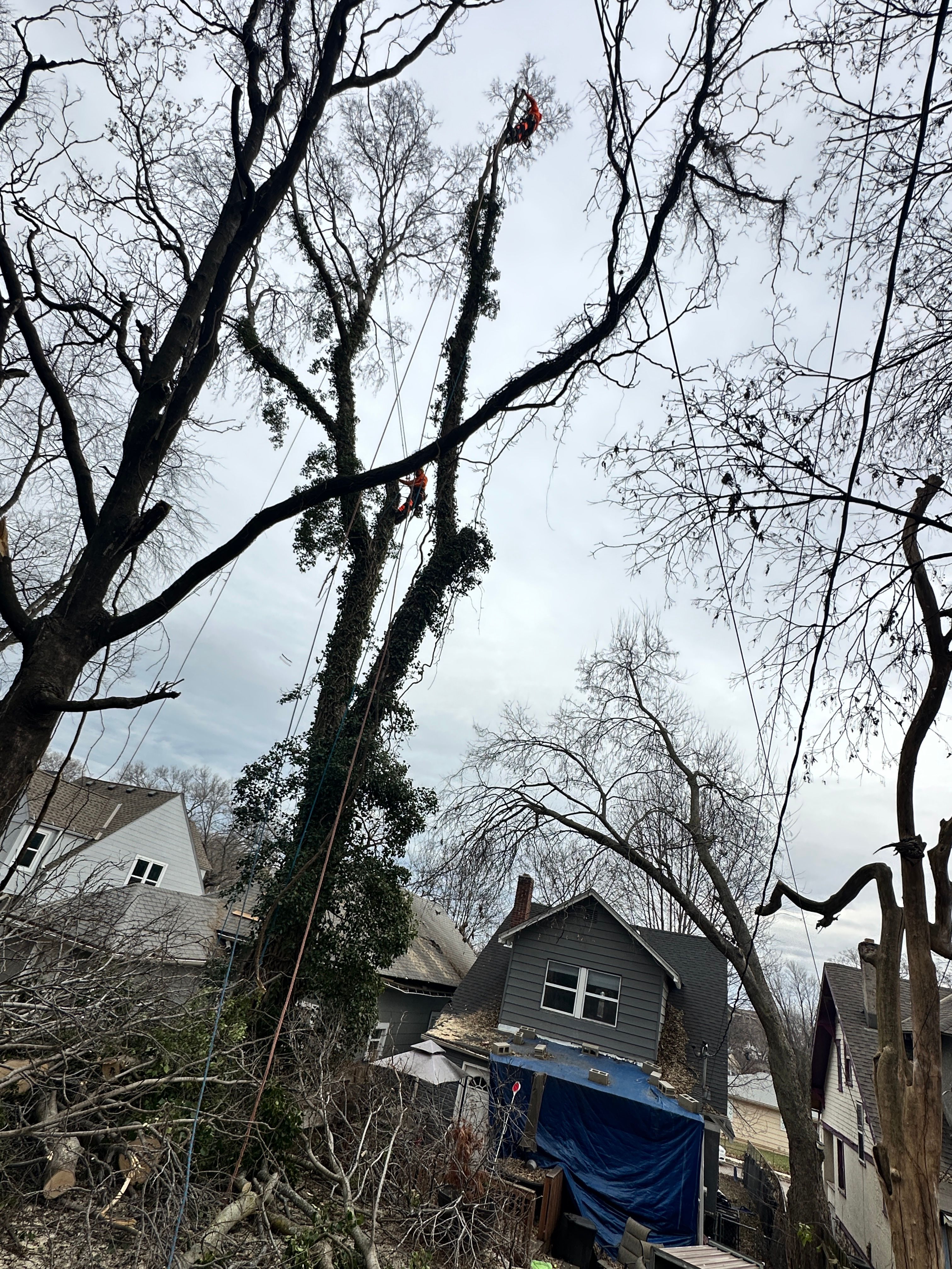 All Photos for Cross Family Tree Service in Kearney, MO