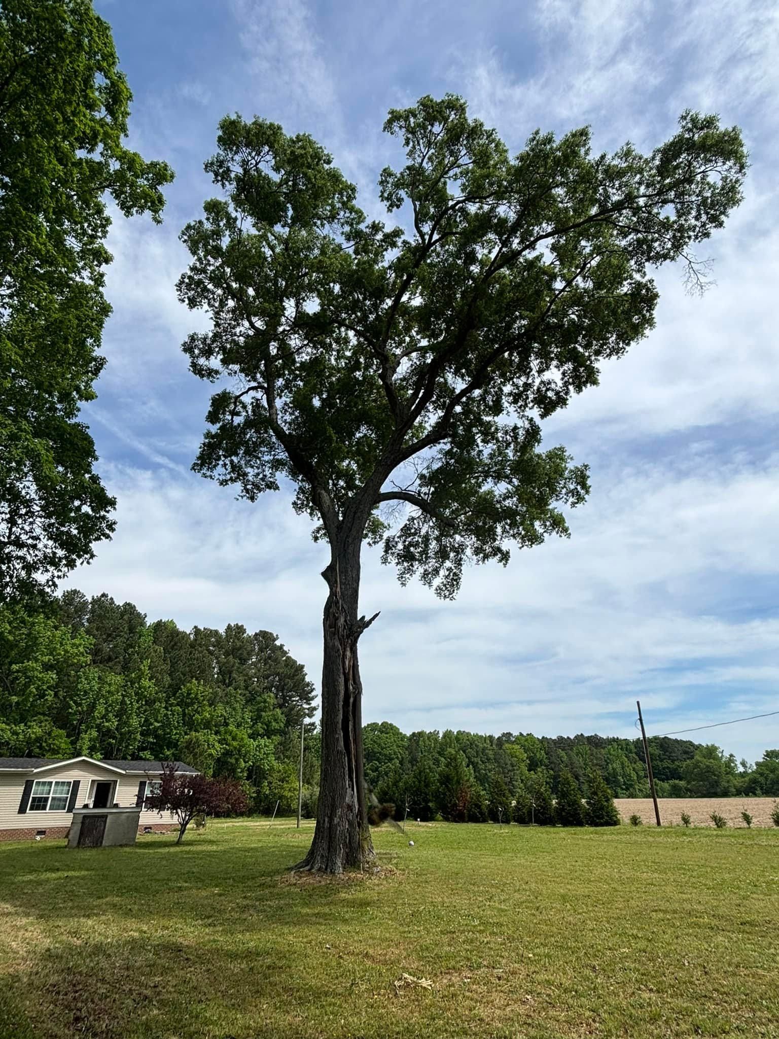  for Ascending Tree Service LLC in Kenbridge, VA