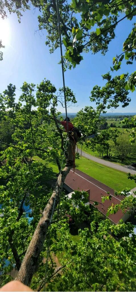  for Grainger Tree Service in Blaine, TN