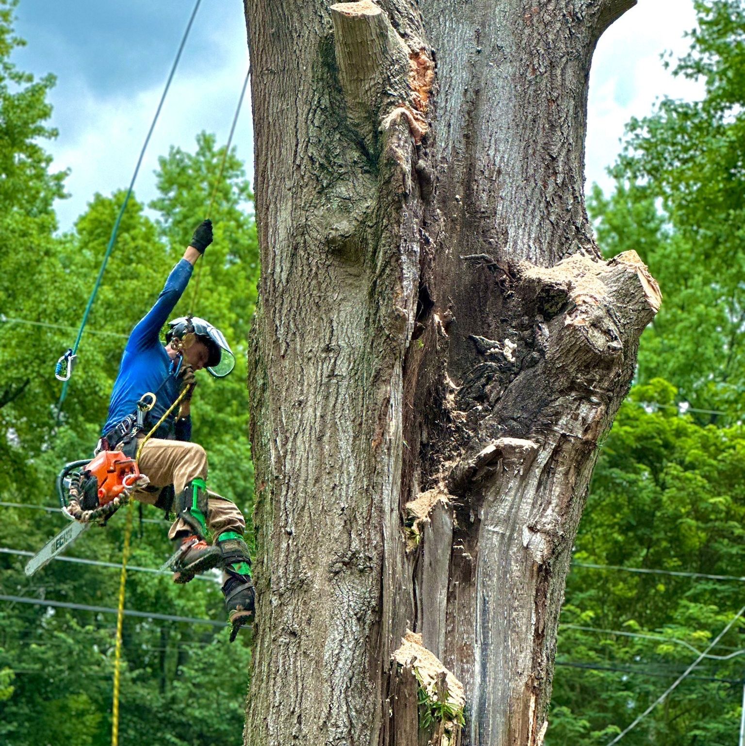  for Pedro's Tree Removal in Charlotte, NC
