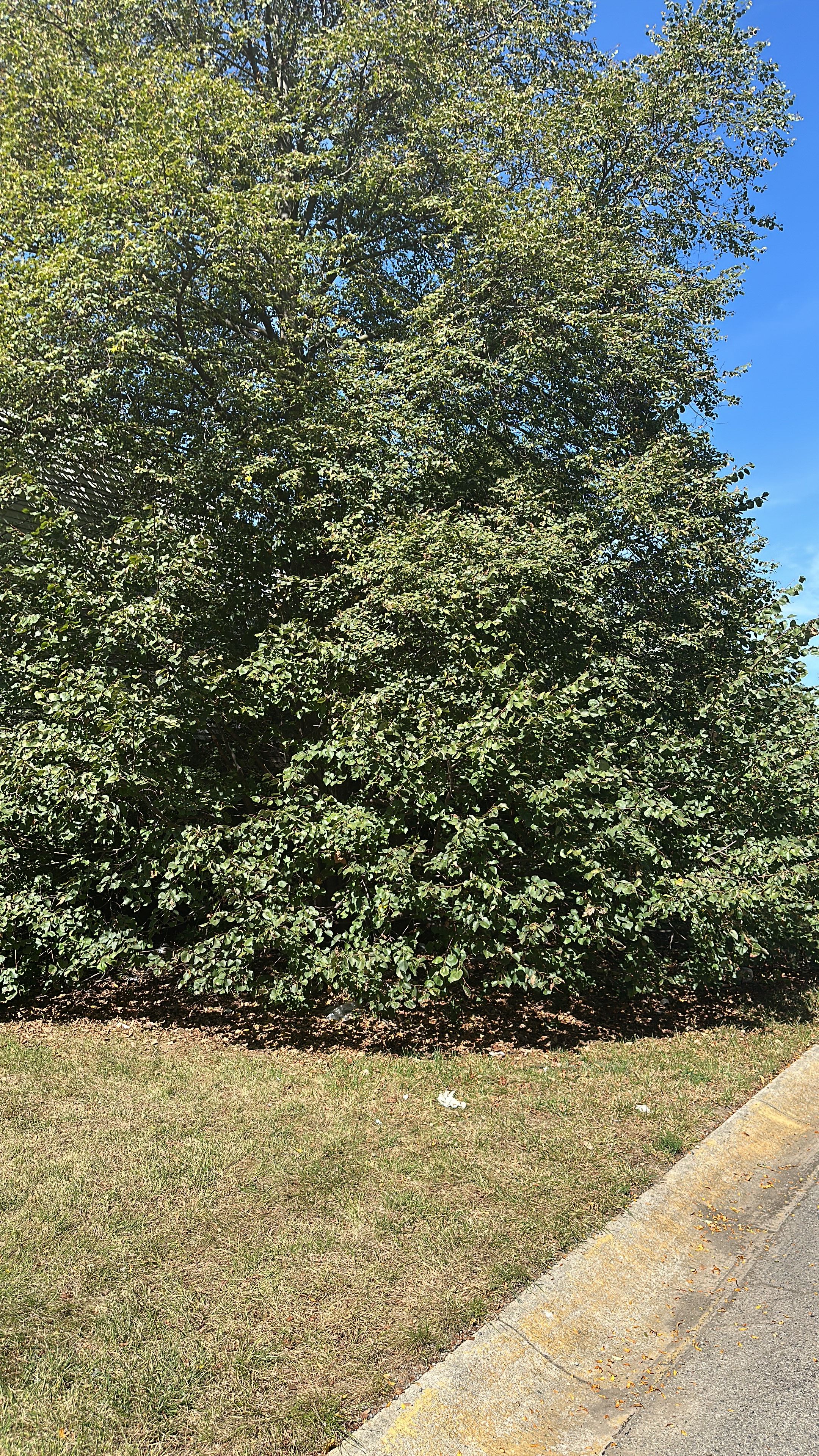 All Photos for Pro Tree Trim & Removal, Llc in Dayton, OH