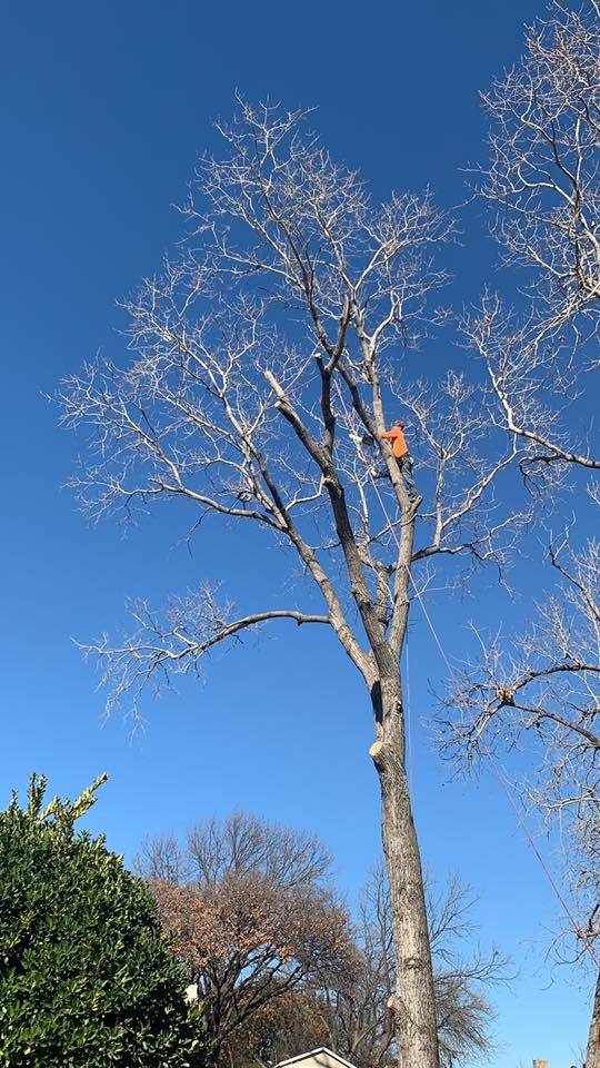  for Classic cut tree trimming and removal in Arlington, TX