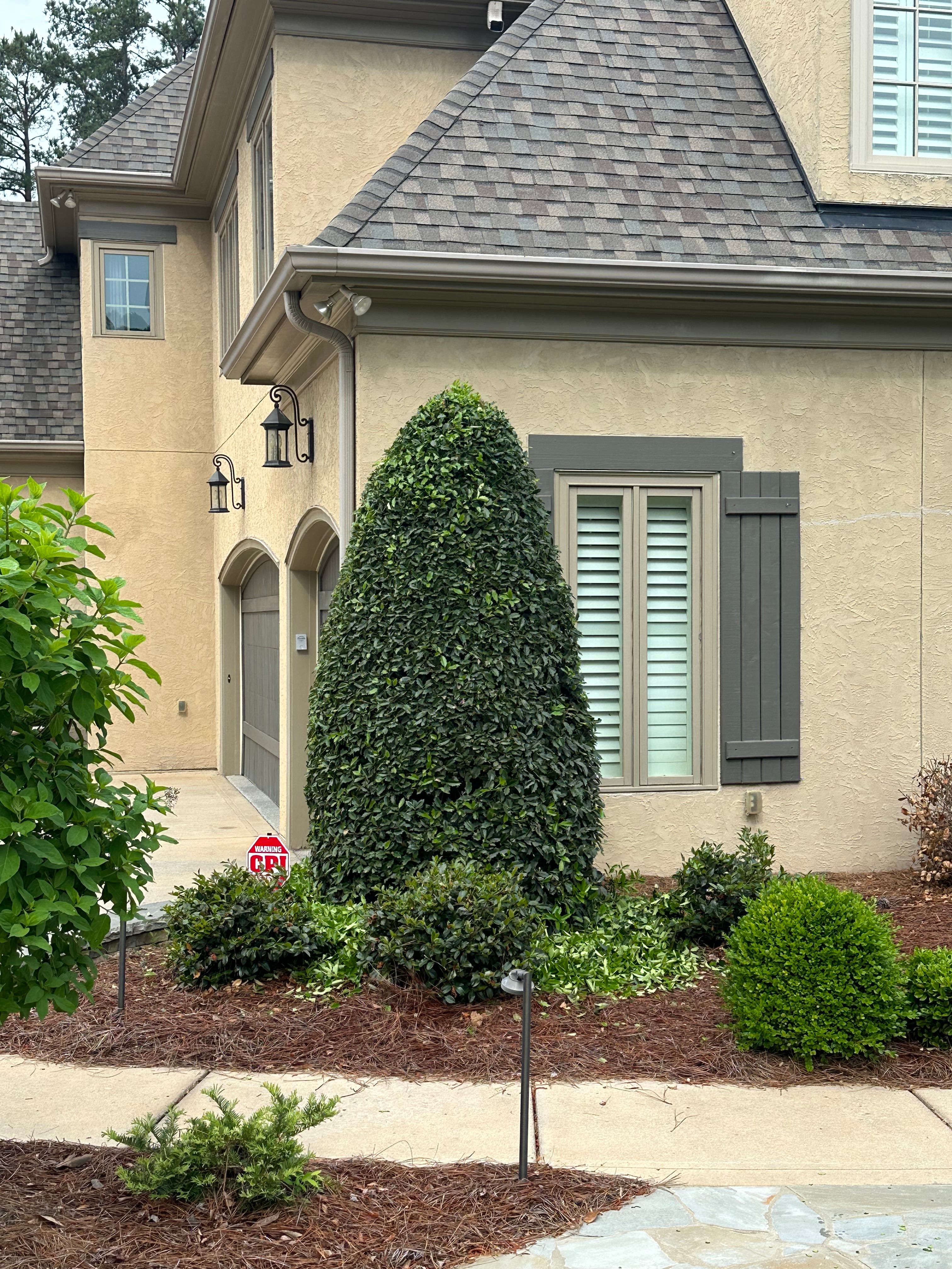  for Pecina Pine Needles in Monroe, NC