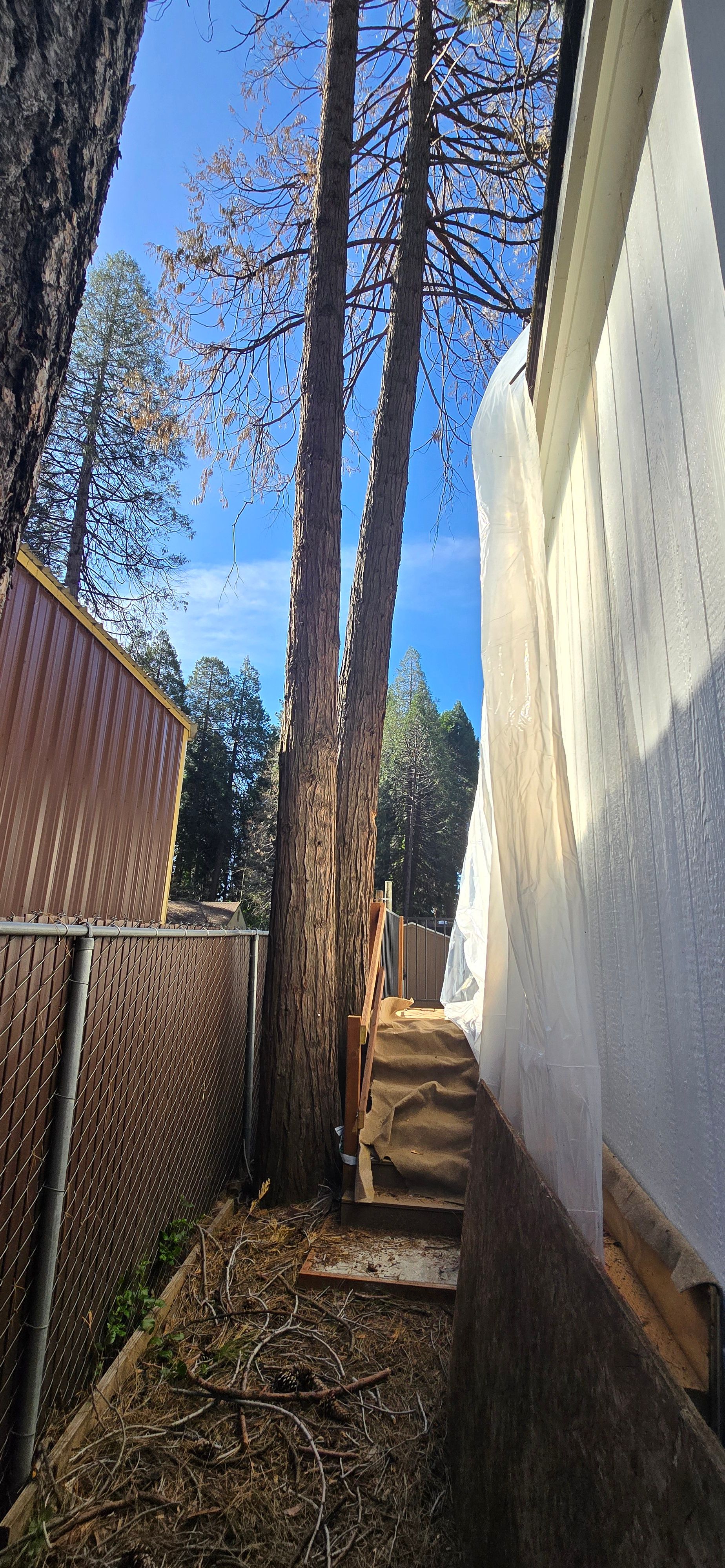  for George Staddan's Professional Tree Care in Placerville, CA