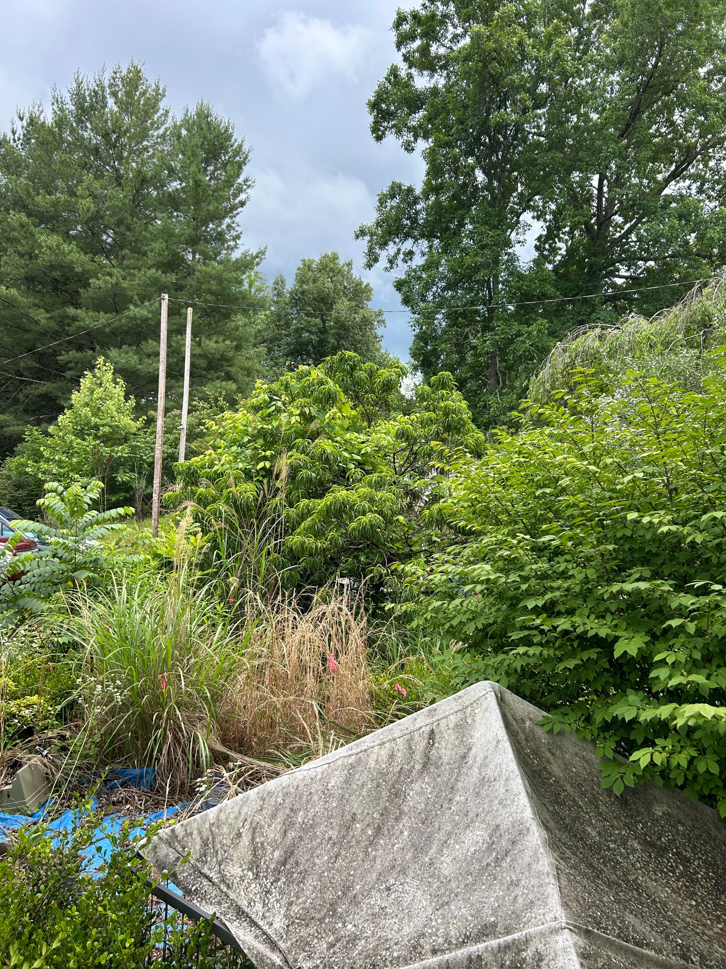 All Photos for Gatrell Landscape & Tree Removal in Bluff City, TN