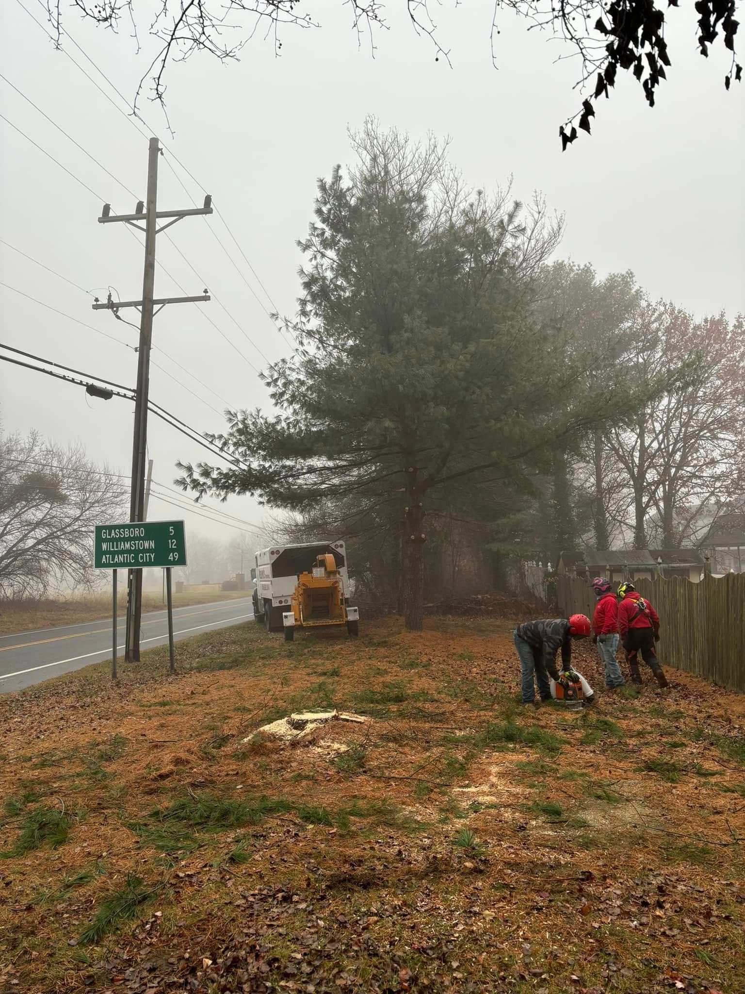 Tree Removal for Melnyk’s Tree Service in Salem County, NJ