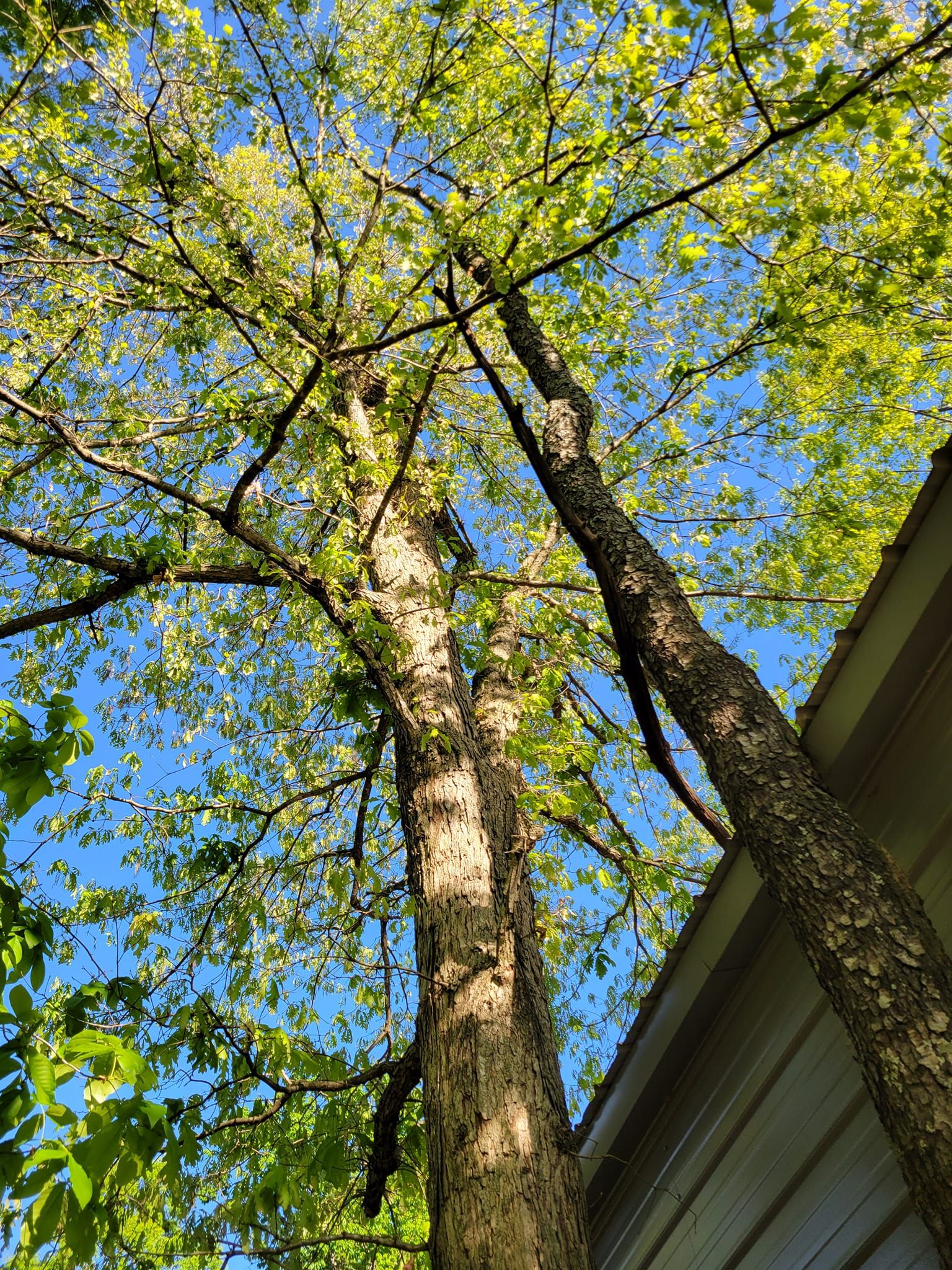  for Red Roosters Tree Services in Bedford, VA