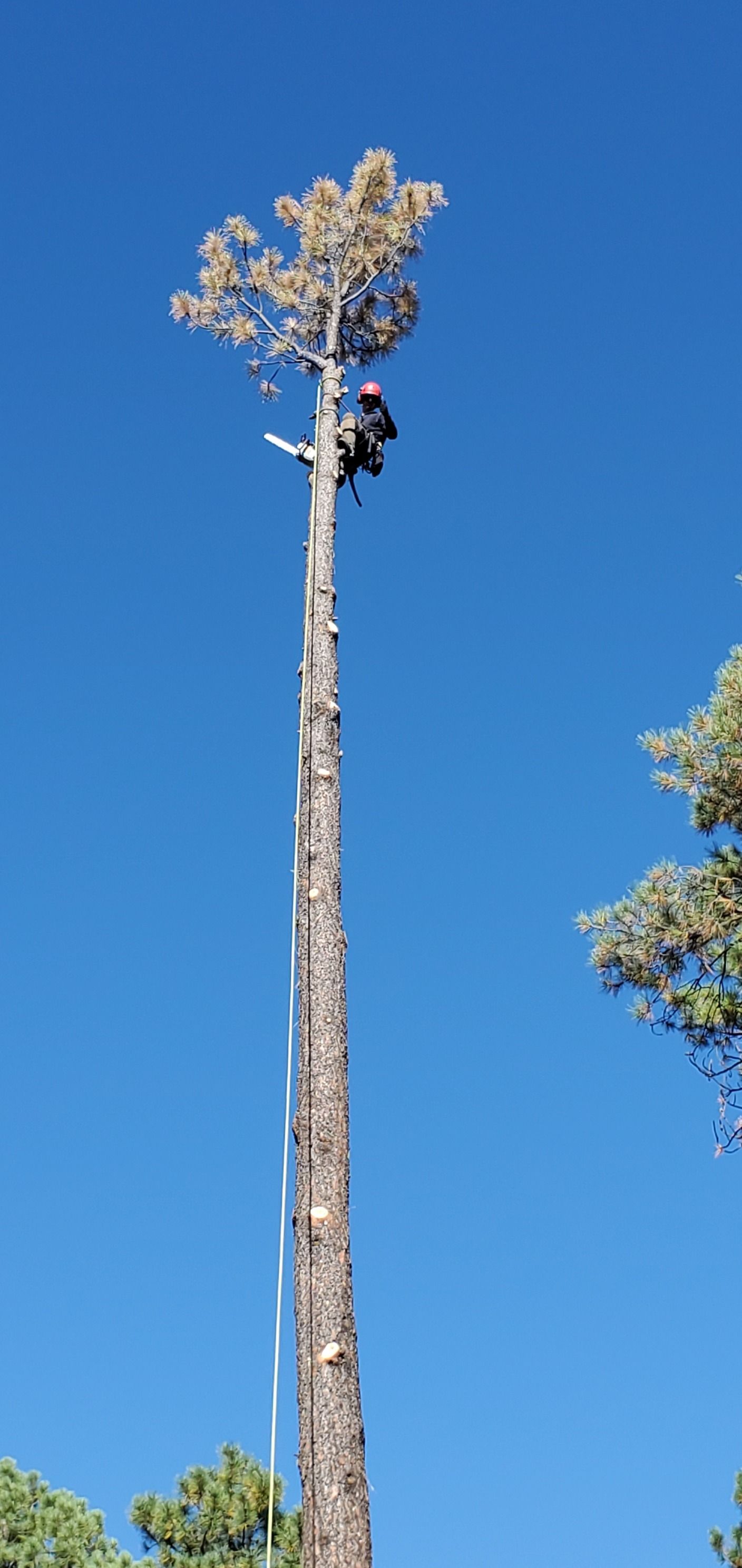  for StockPro Tree Specialists in Show Low, AZ