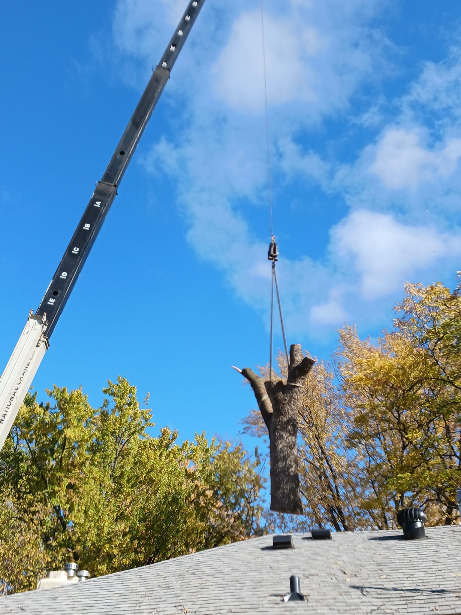 Tree Removal for Buffalo Family Tree Care in Buffalo, MN