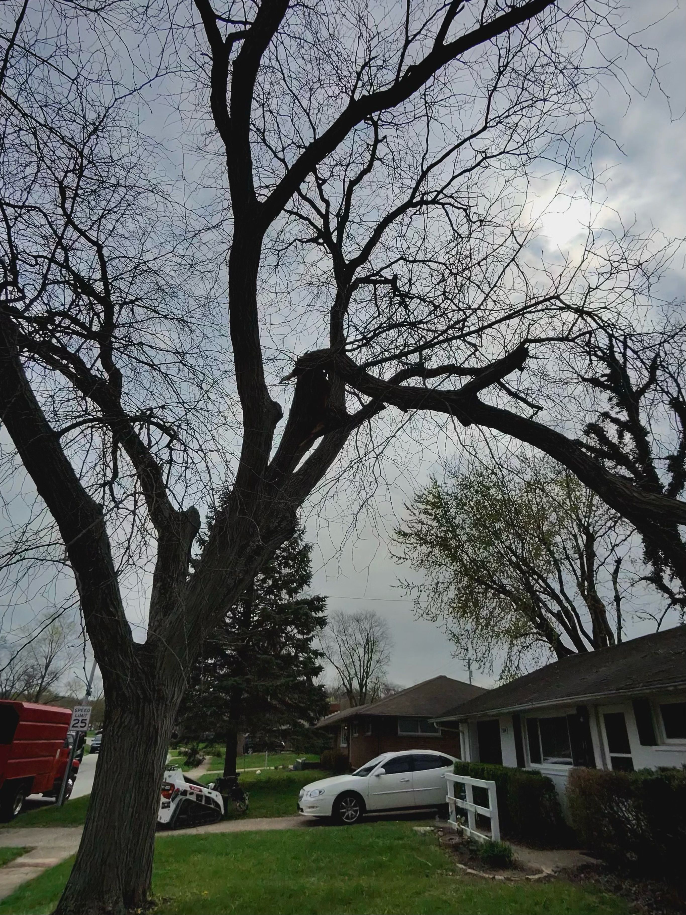 All Photos for Pro Tree Trim & Removal, Llc in Dayton, OH