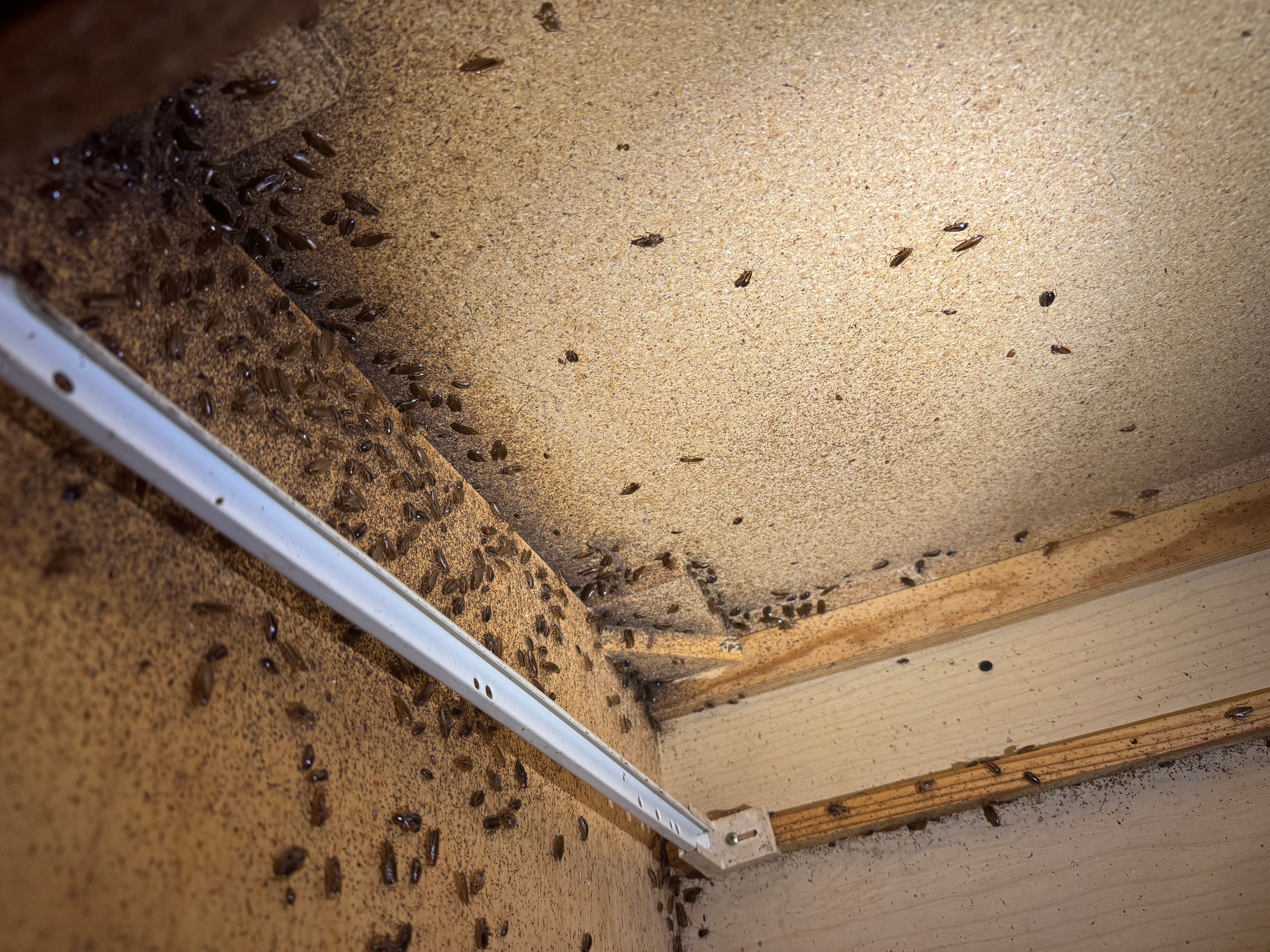  for All-In Pest Control & Home Solutions in Greene County, IN