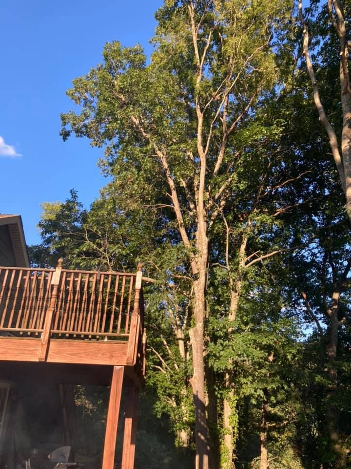  for Ground To Sky Tree Care in Asheville, North Carolina