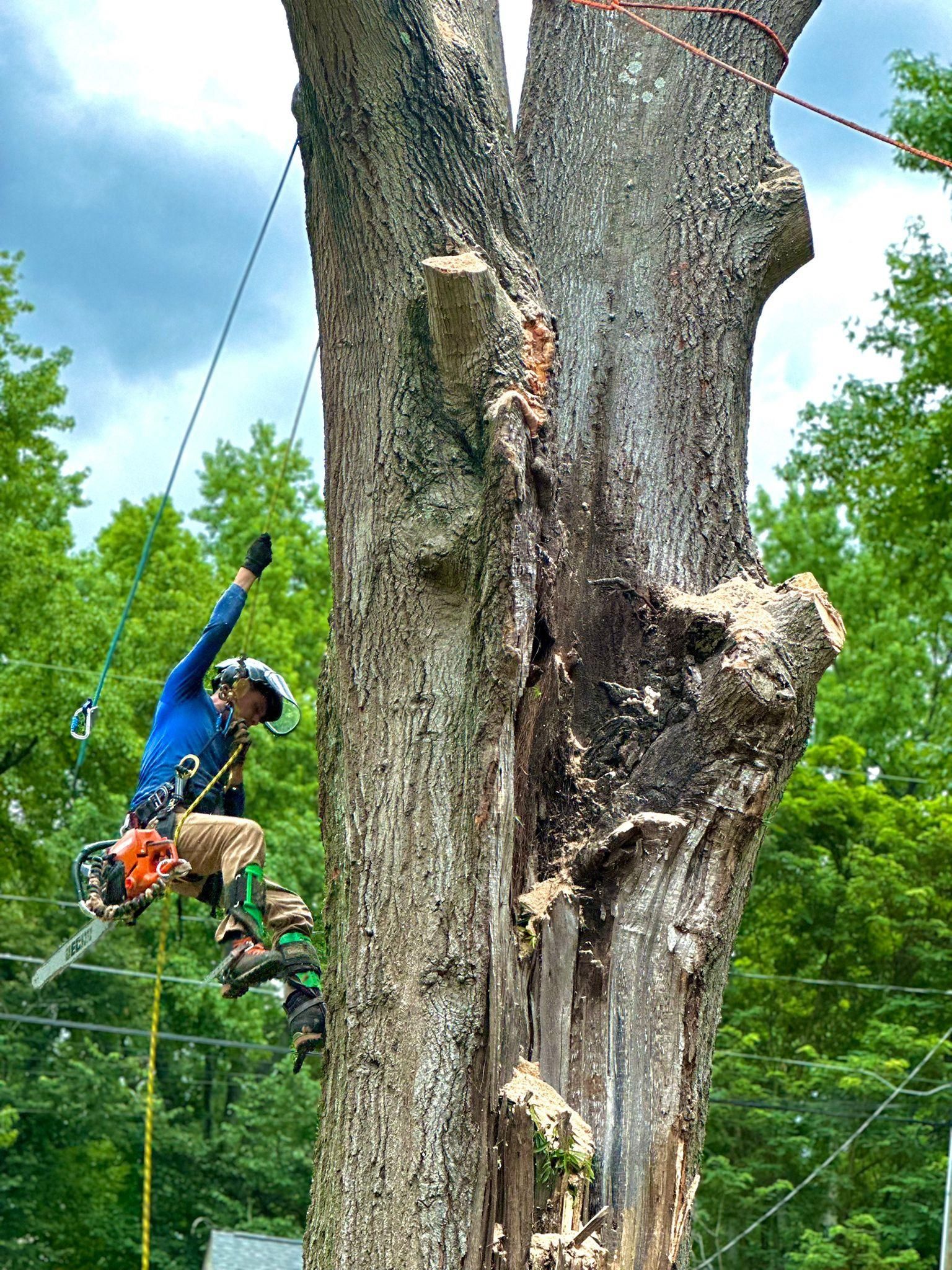  for Pedro's Tree Removal in Charlotte, NC