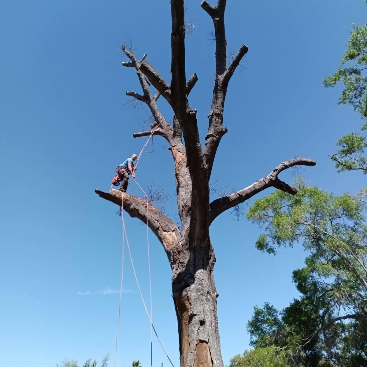 for A Southern Style Tree Service in Orlando, FL
