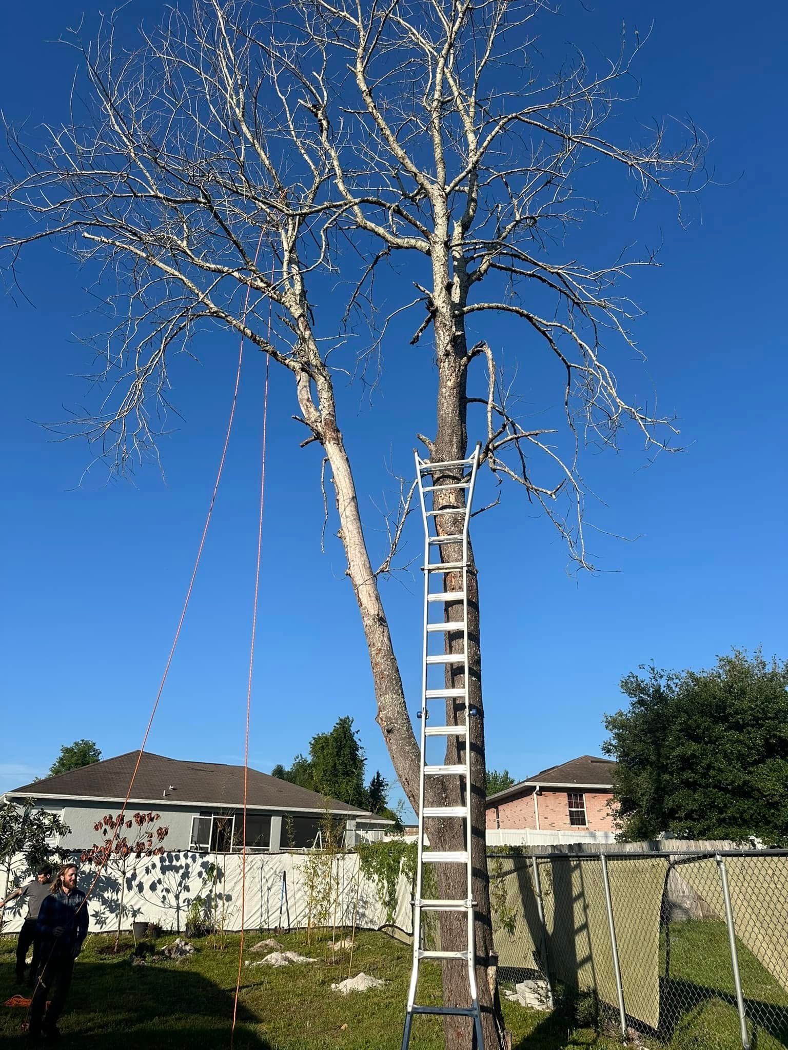  for Narrow Path Tree Service in Deland, FL