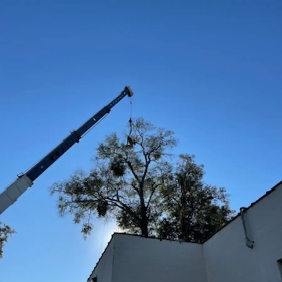  for Elite Tree & Landscape Services LLC in St. Augustine, FL