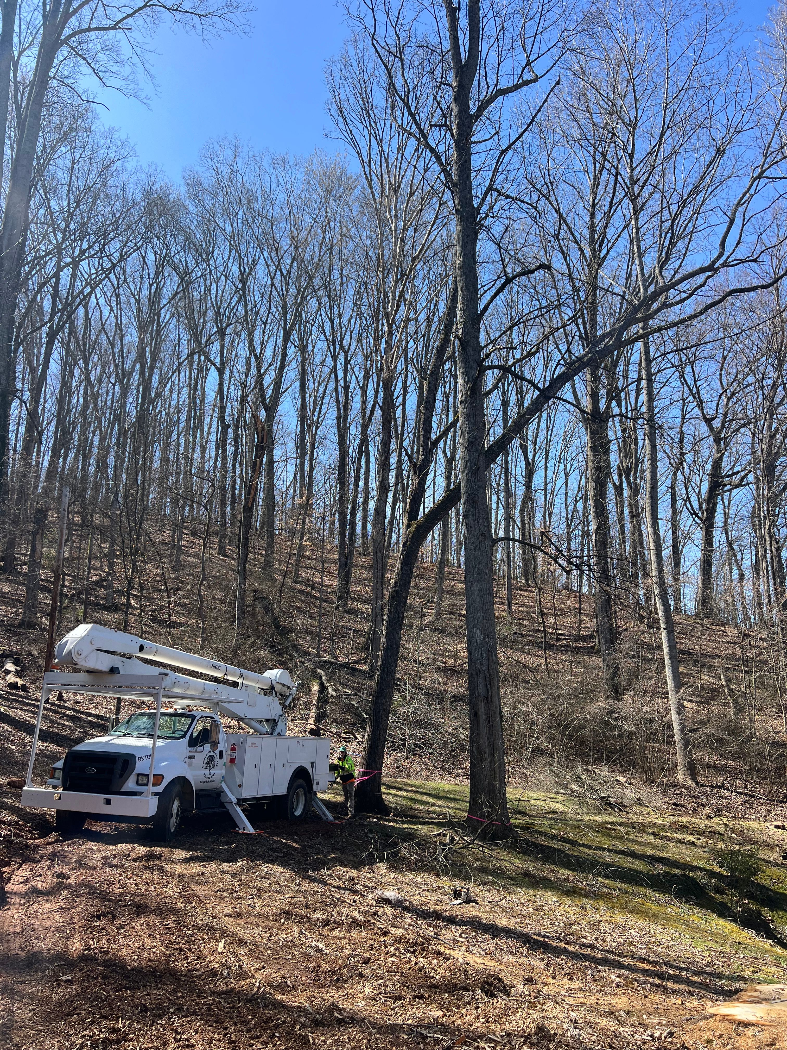  for Ground To Sky Tree Care in Asheville, North Carolina