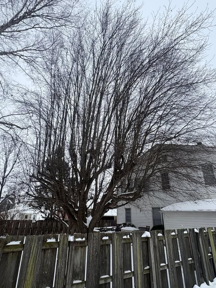  for Dig-It Tree Company in Mason, OH