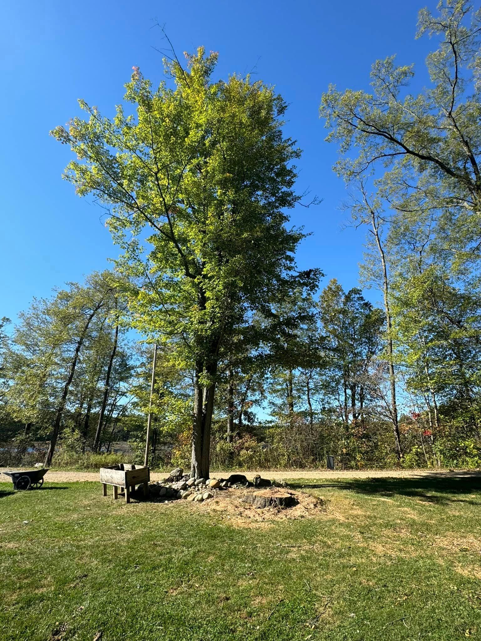  for Branching Out Tree Service in Hastings, MI