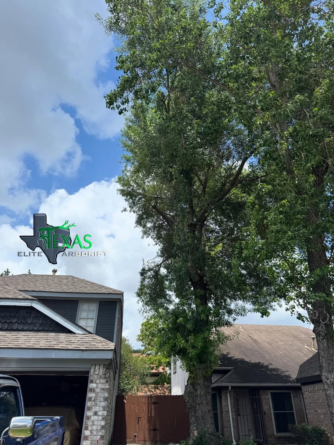  for Texas Elite Arborist in Houston, TX